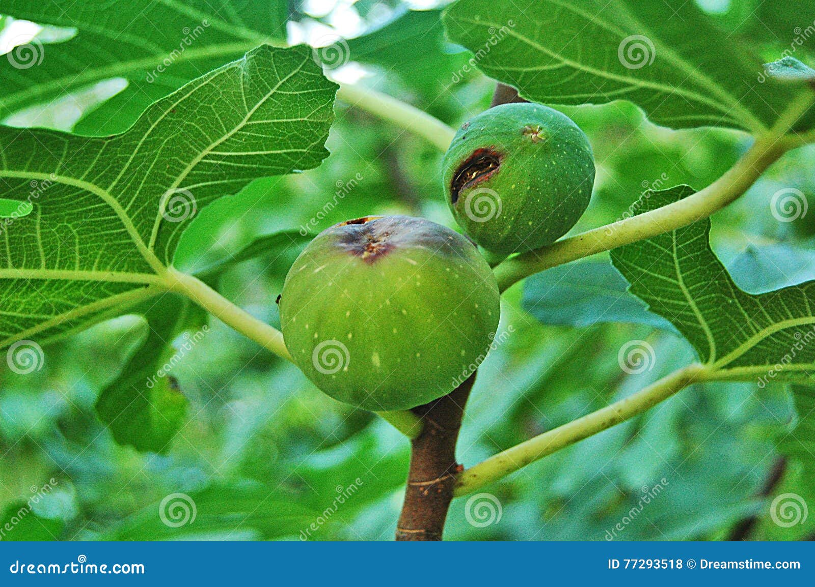 Fig disease stock photo. Image of ordinary, blight, comon 77293518