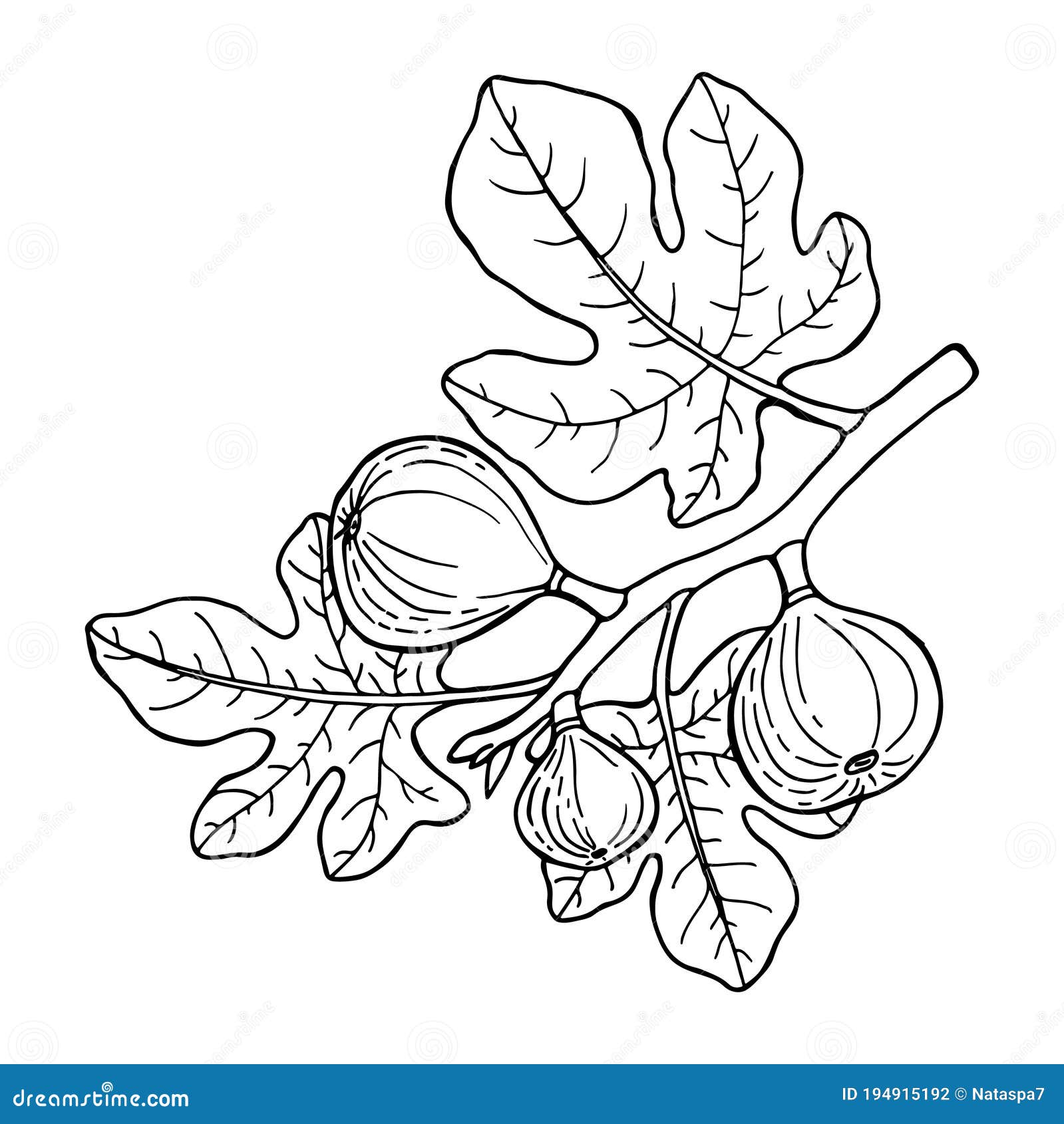 Fig Fruit Branch Drawing In Line Sketch Stock Illustration