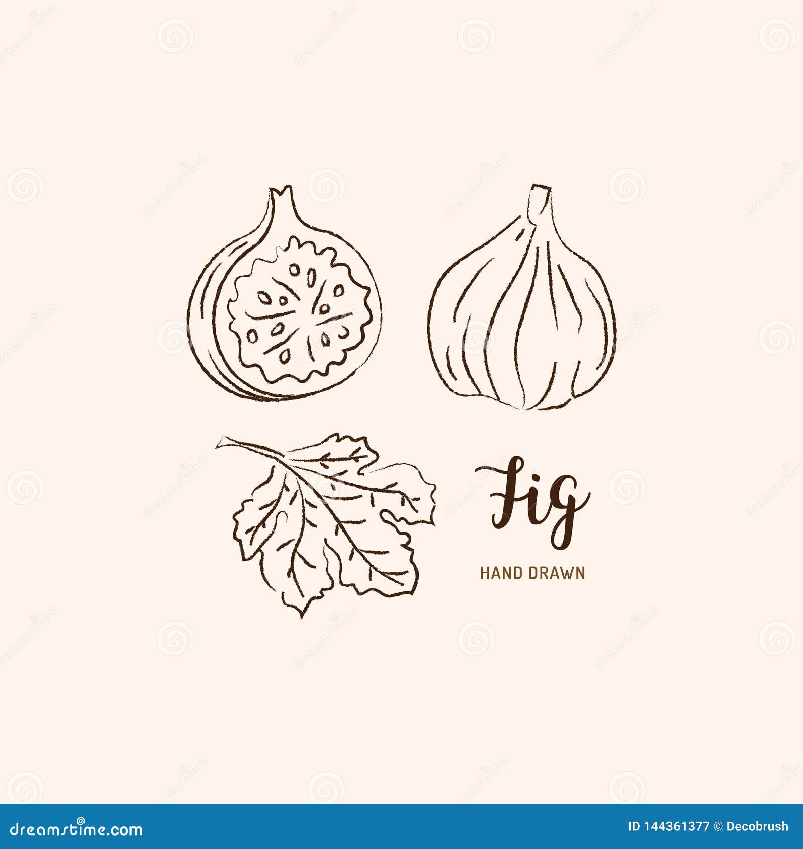 Fig Fruit Drawing. Sketch of Figs on a White Background. Vector