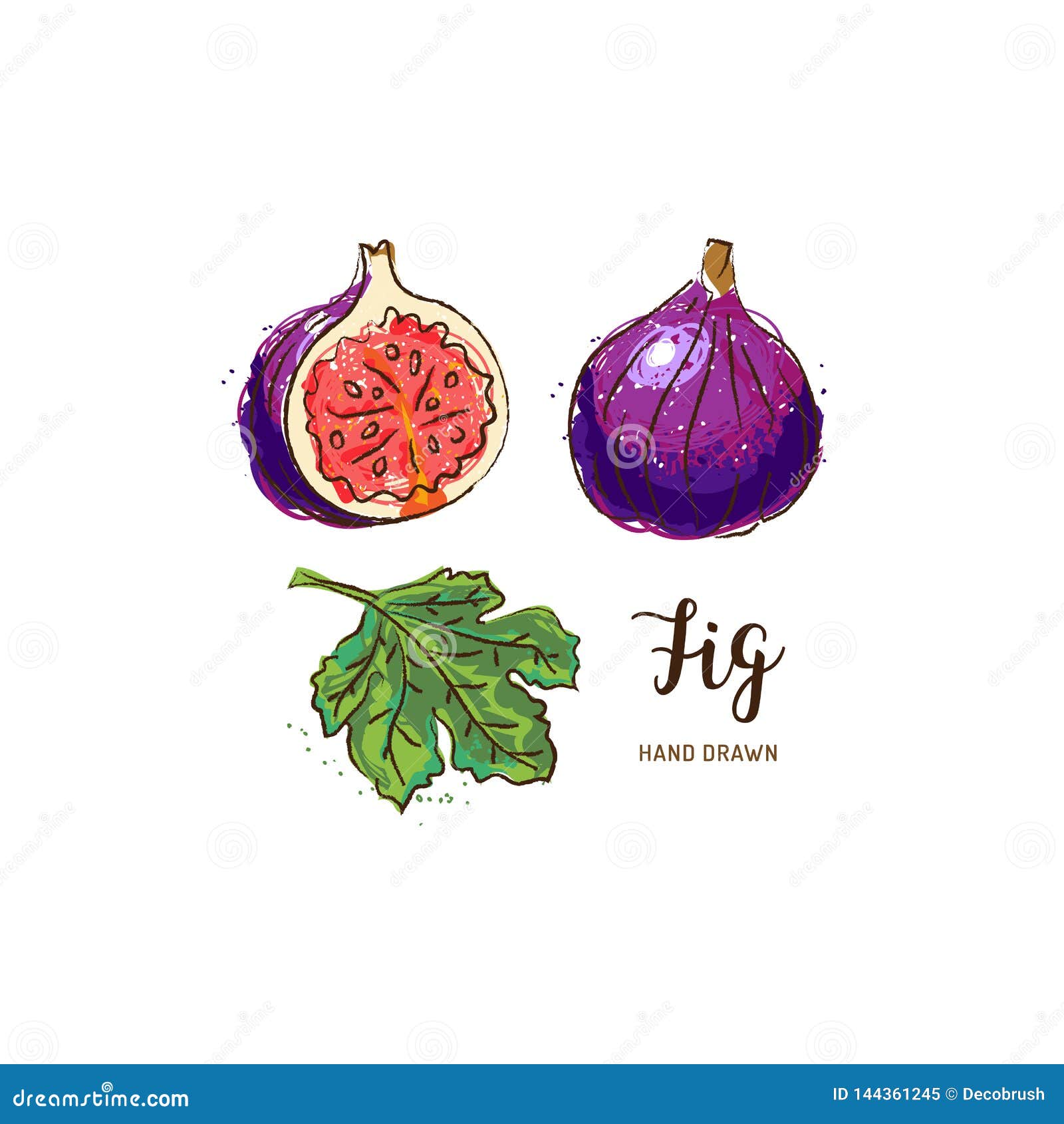 Fig Fruit Drawing. Watercolor Figs on a White Background. Vector