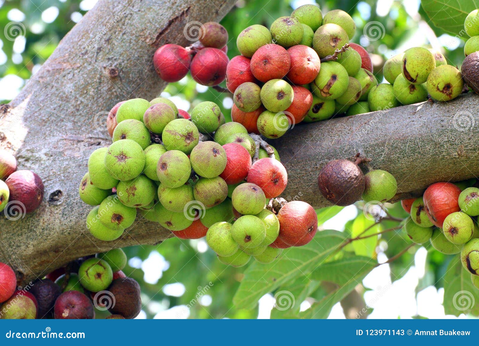 kamera Allergi for mig Fig Fruit, Ficus Racemosa, Fig on Tree Nature, Fig Forest Fruit, Fig Red  and Green Thai Fruits Stock Image - Image of forest, family: 123971143