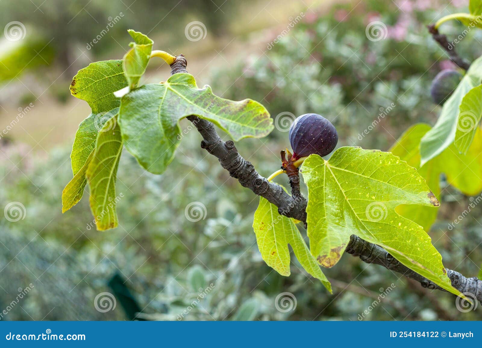 Fig Fruit Growing on the Tree Branch Stock Photo Image of fruit