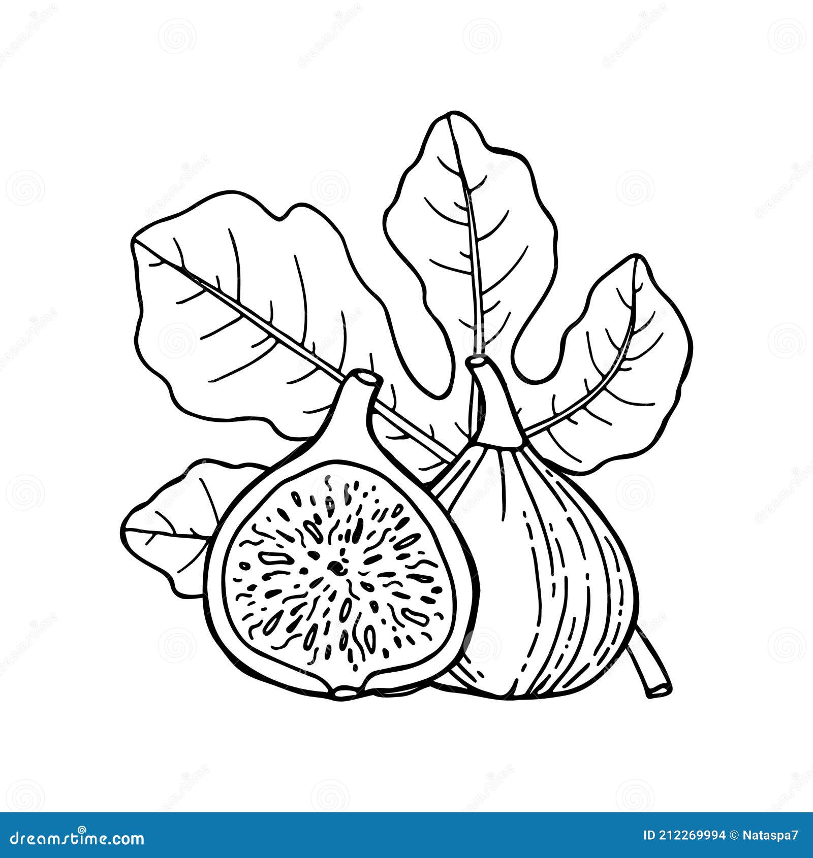 Fig Fruit with Leaf. Drawing in Line Sketch. Hand Drawn Vector Outline