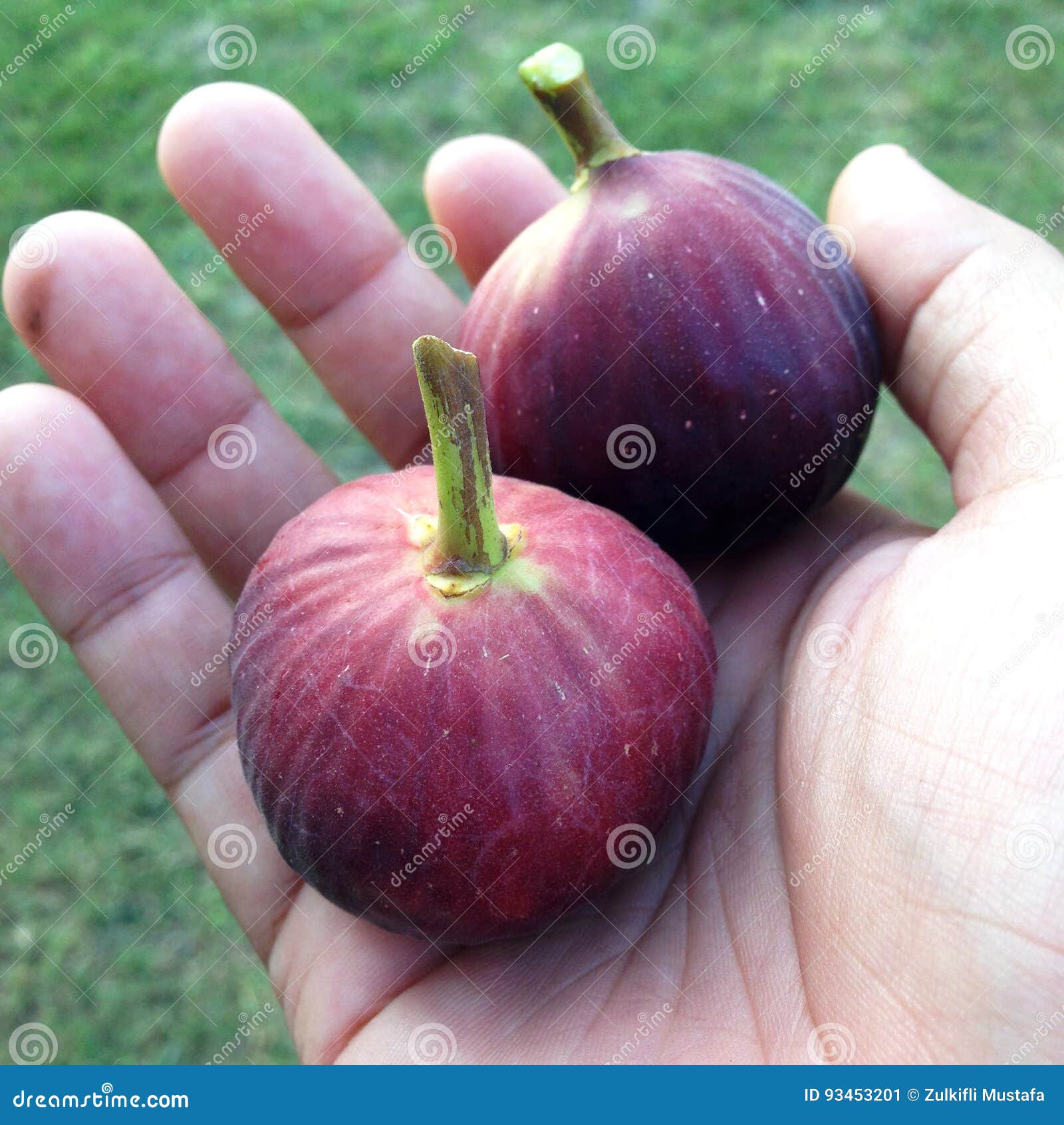 Fig fruit ripening. stock image. Image of purple, ingredient 93453201