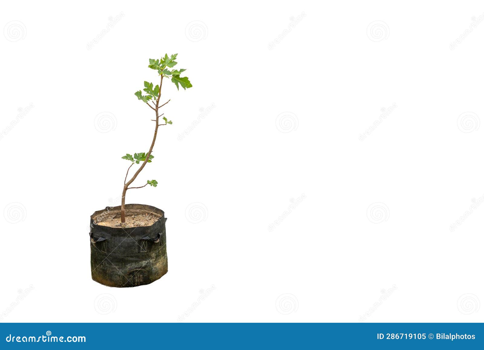 https://thumbs.dreamstime.com/z/fig-fruit-tree-planted-growbag-isolated-white-background-copy-space-286719105.jpg