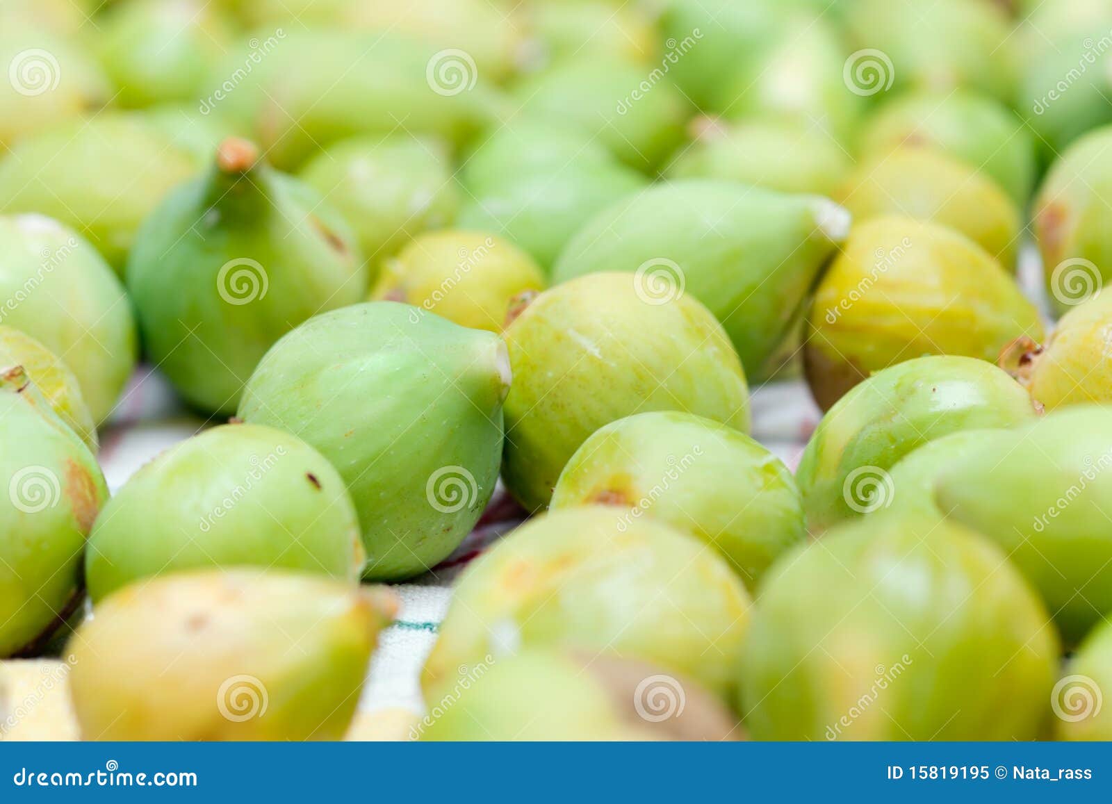 Fig harvesting stock image. Image of fruit, harvest, macro 15819195