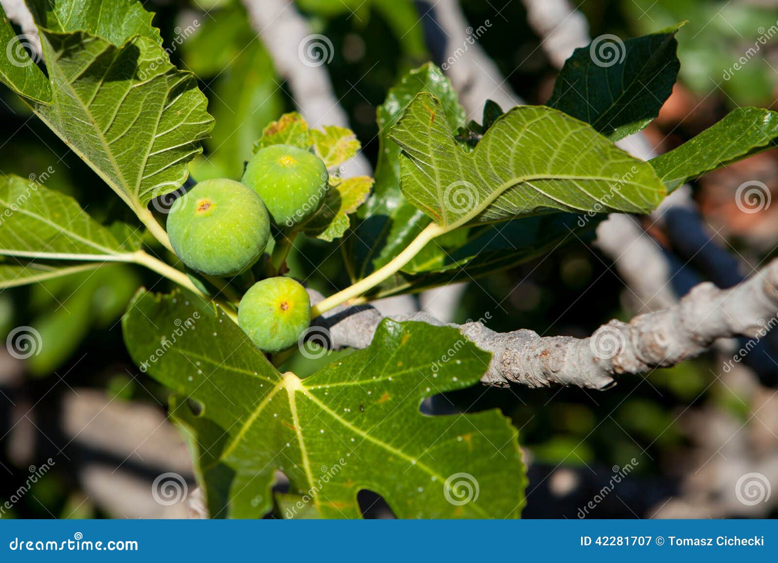 Fig in Igrane stock image. Image of color, beauty, decoration 42281707