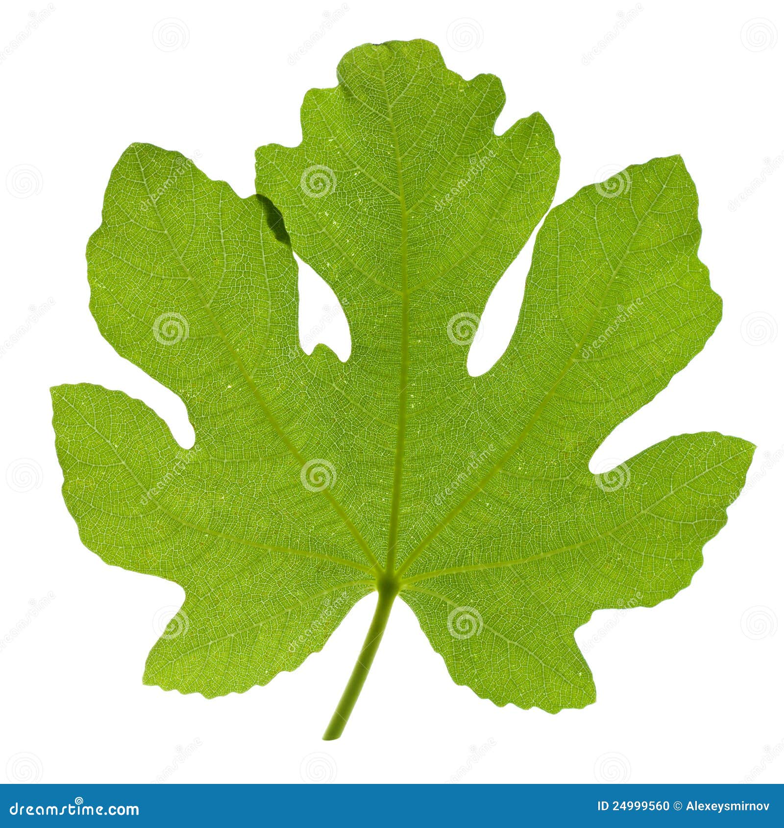 Fig leaf stock photo. Image of eden, closeup, original 24999560