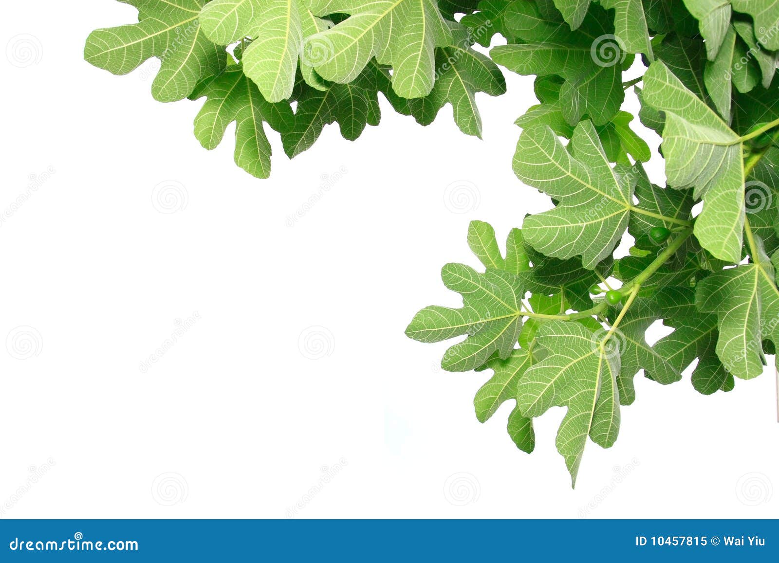 Fig leaves stock image. Image of shrub, leaf, green, background 10457815