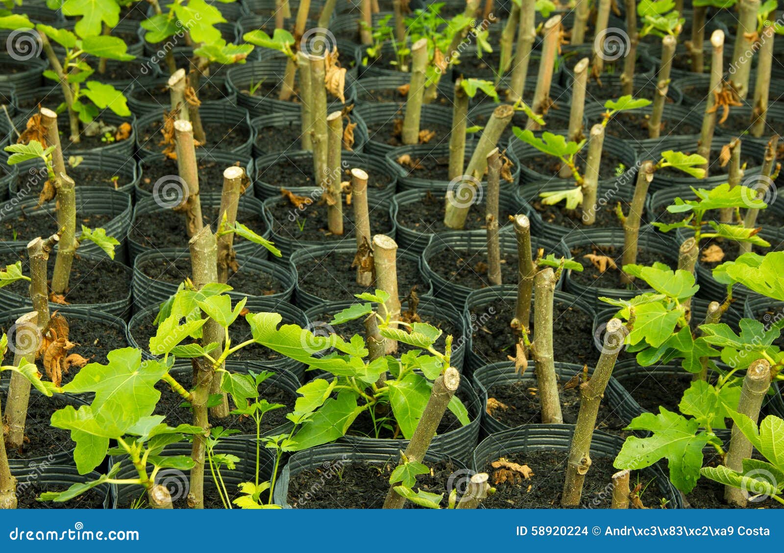 Fig Seedlings in Nursery Bags Stock Photo Image of concept, tree