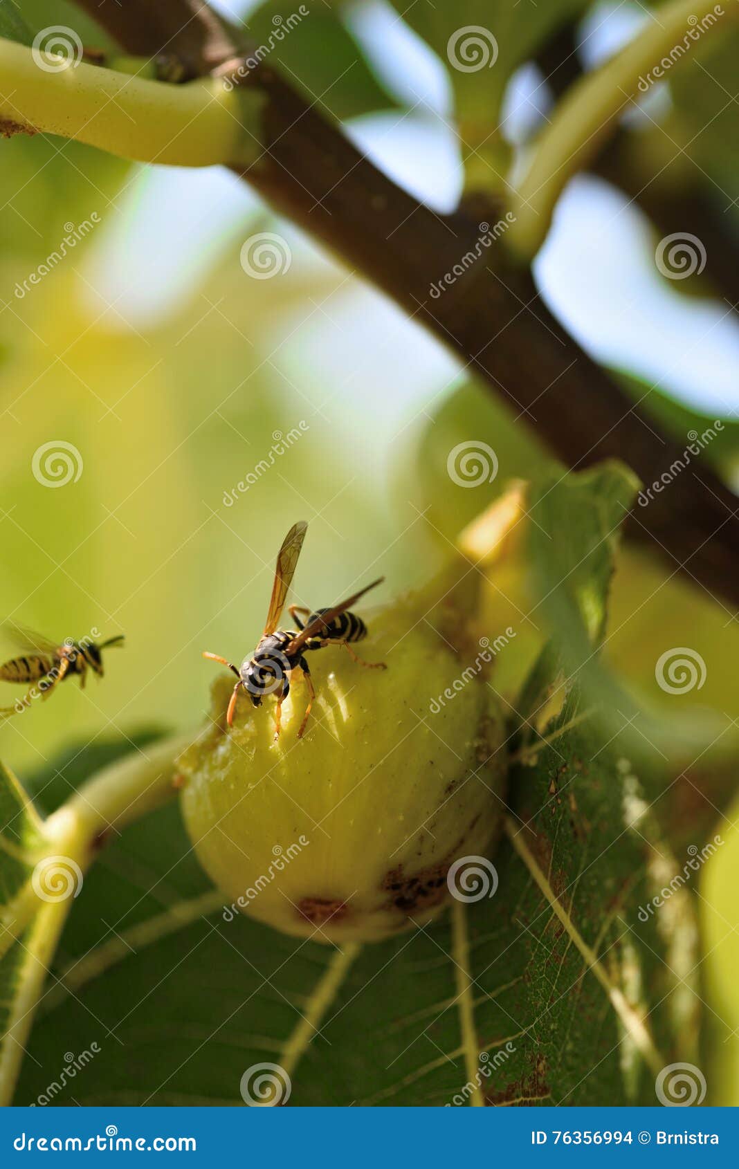 Fig Tree Branch stock photo. Image of eating, drywall 76356994