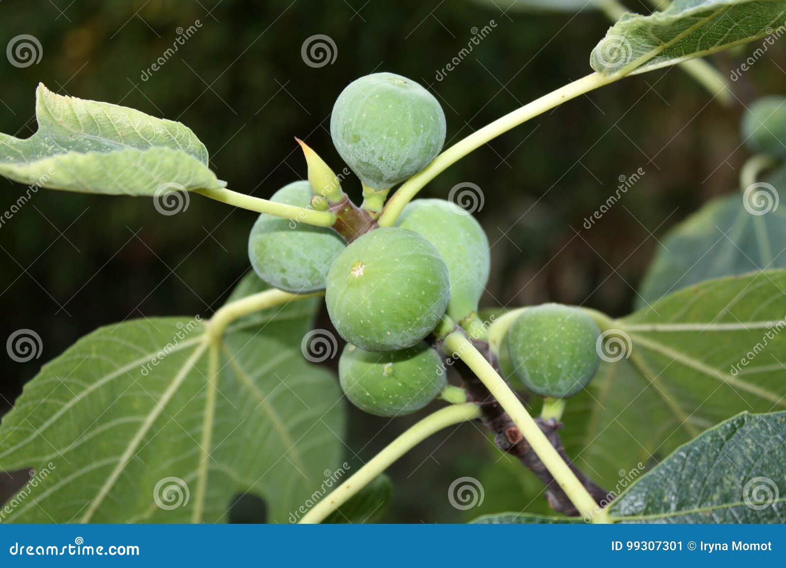Fig Tree Stock Image Image Of Sweet Fresh Agriculture 99307301