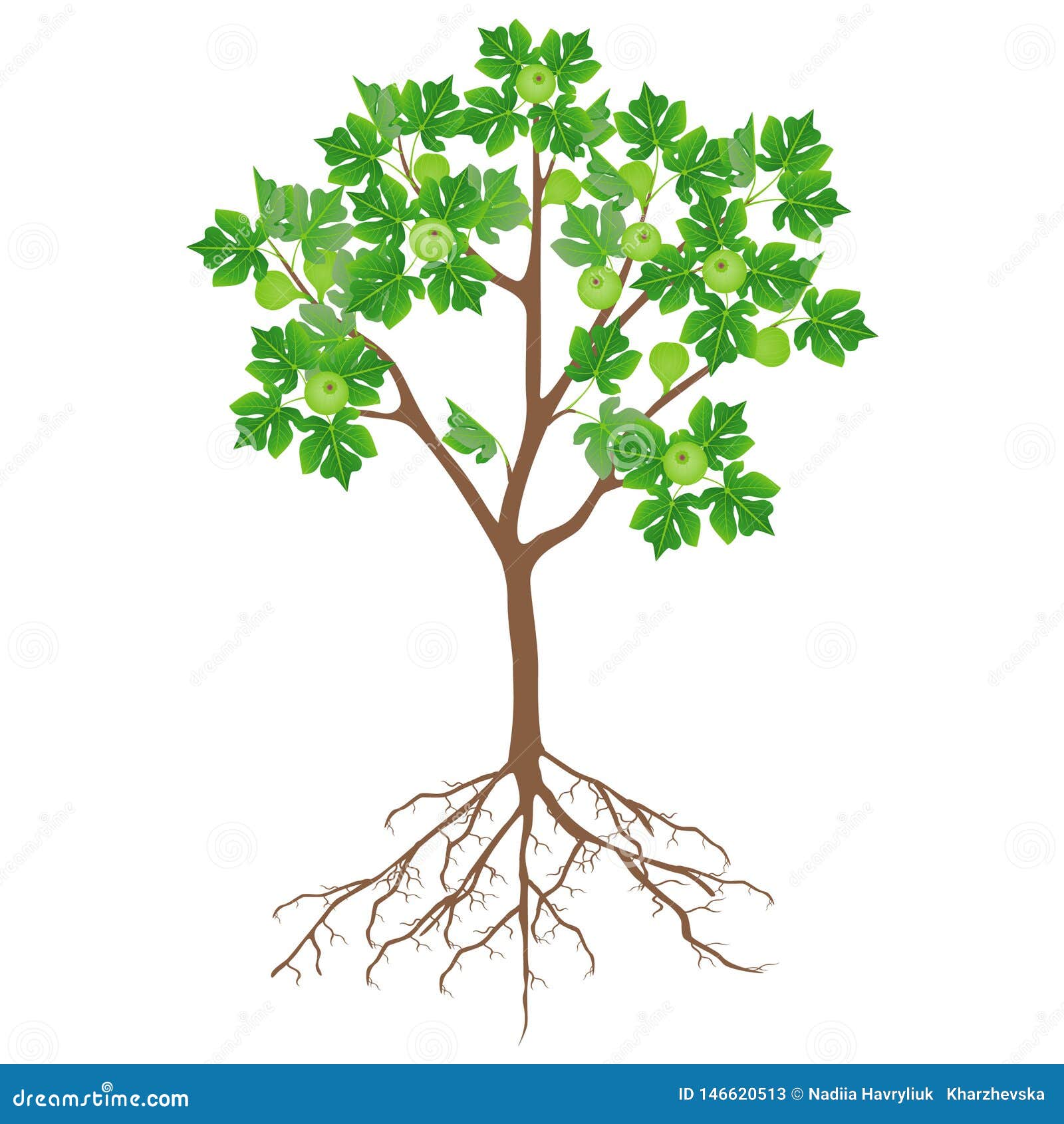 Fig Tree With Flowers And Roots On A White Background Stock
