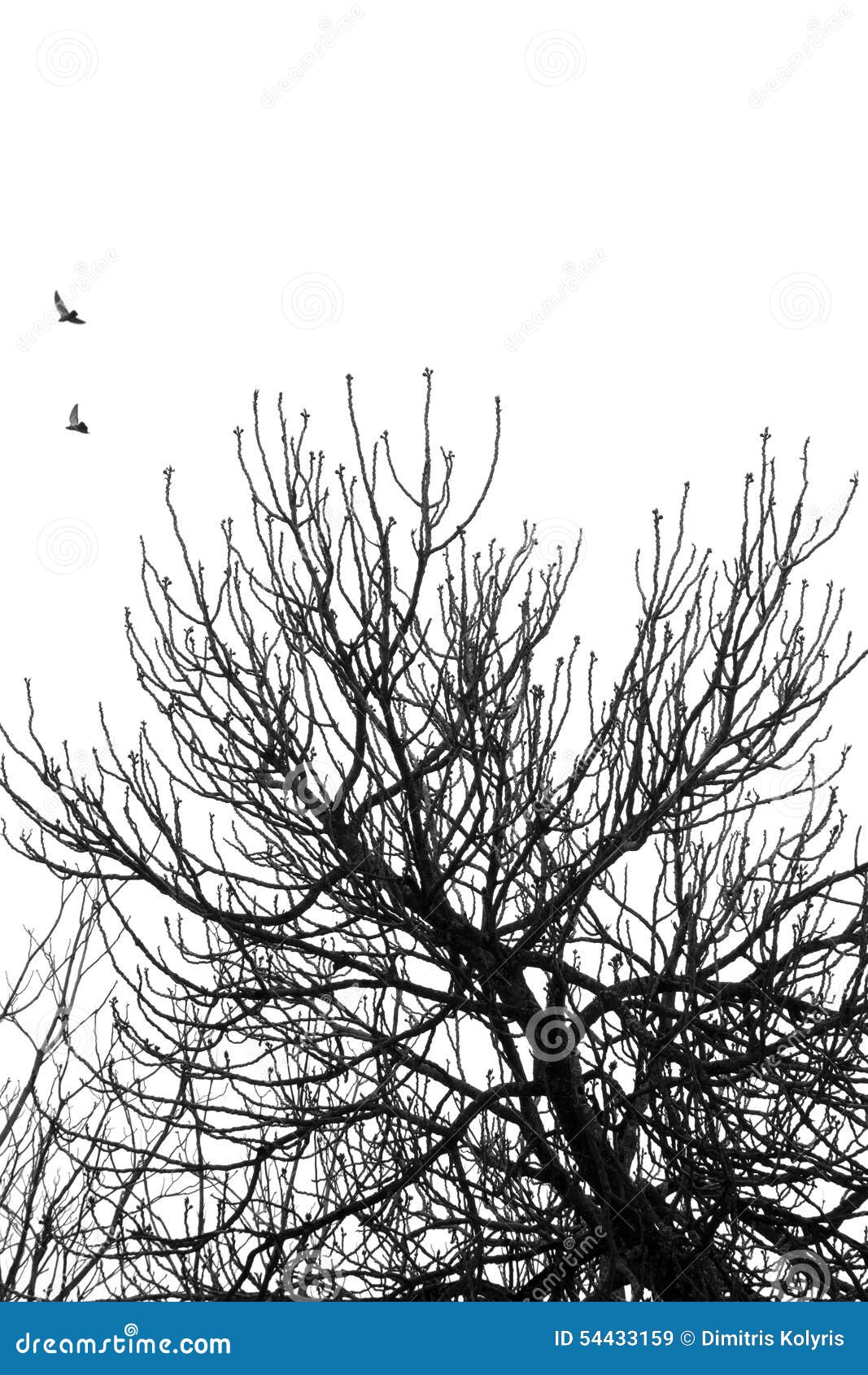 Fig tree flying birds stock image. Image of overgrown - 54433159