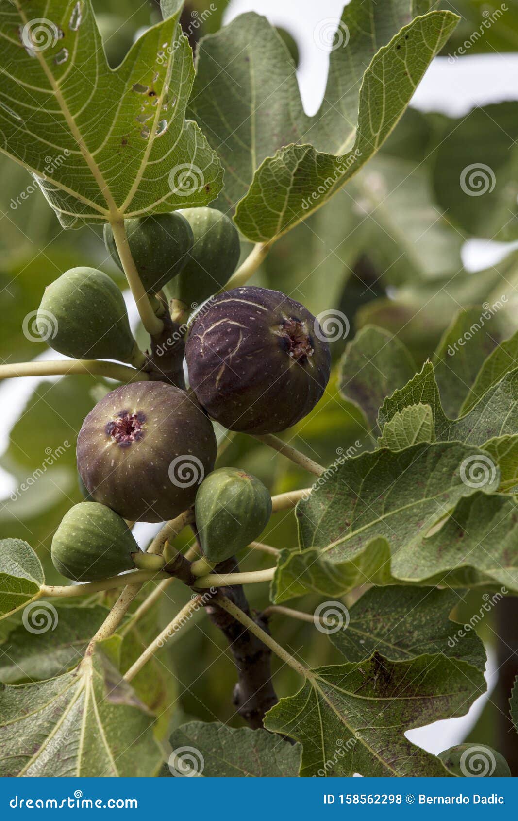The fig tree fruit. stock photo. Image of nature, konavle 158562298