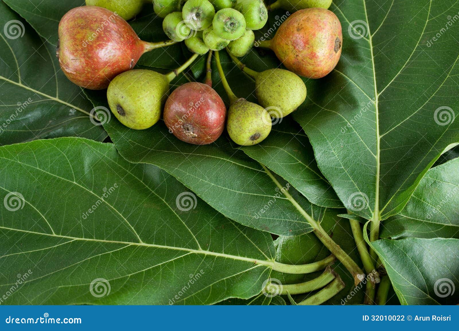 Fig tree,fruit photo. Image of - 32010022