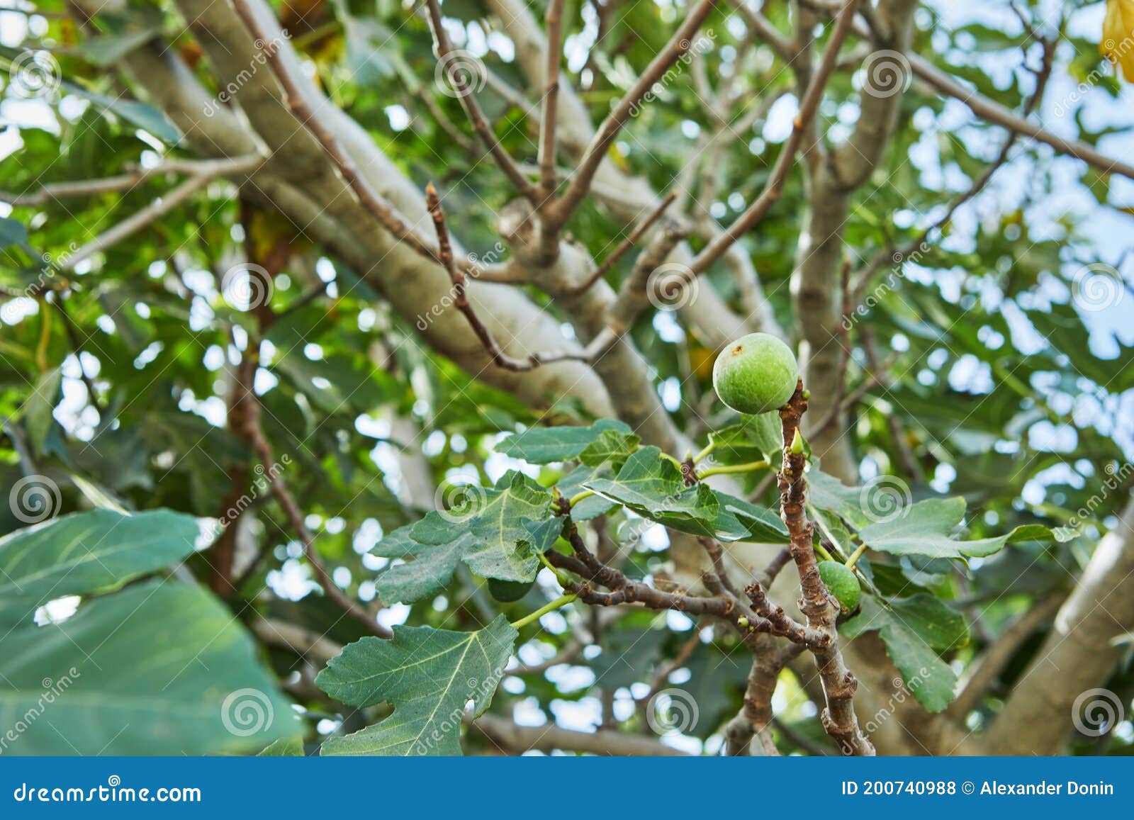 Fig Tree with Fruits of Green, Unripe Figs Stock Photo Image of edible, figs 200740988