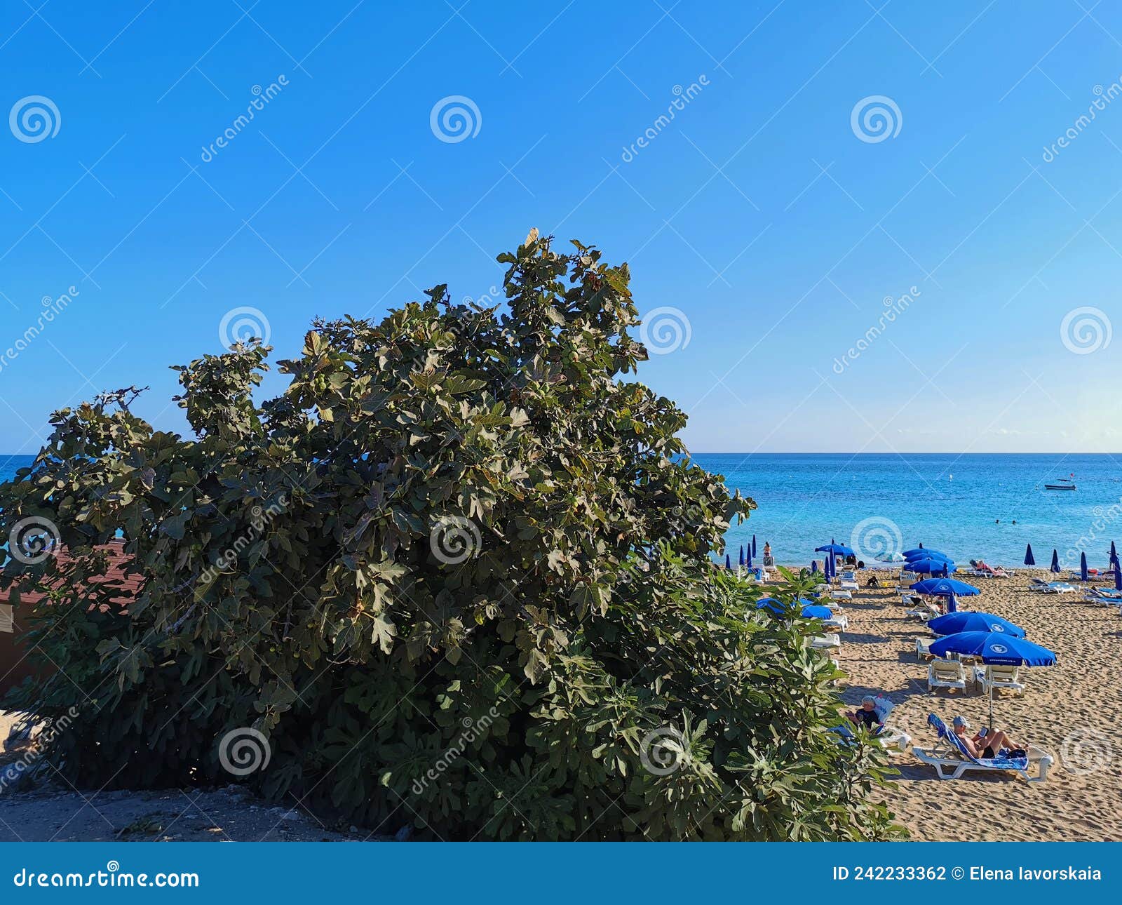 A Fig Tree with Green Figs on the Beach of Fig Tree Bay Against a Blue
