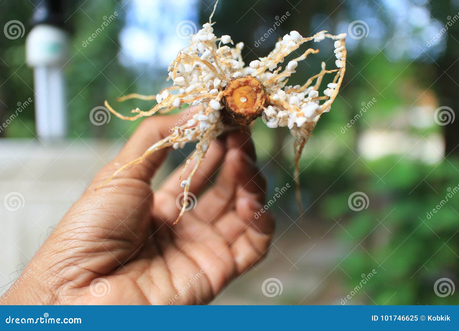 Roots from Plant Propagation Method. Stock Image - Image of caricar,  health: 101746625