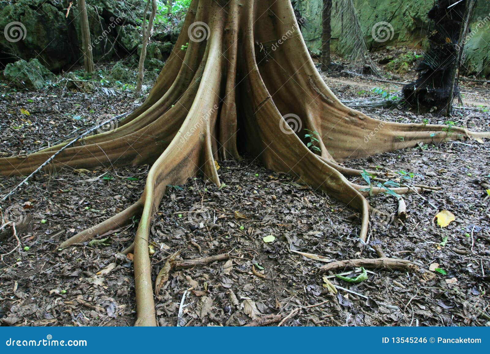 Fig tree root buttress stock photo. Image of ficus, root 13545246