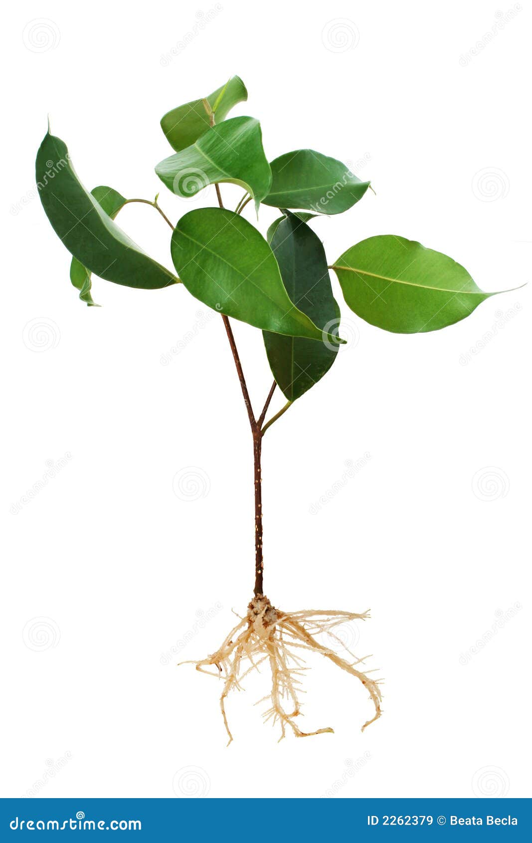 Fig tree seedling stock image. Image of growing, healthy - 2262379