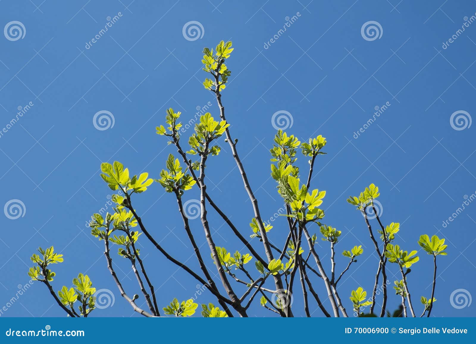 The Fig Tree in the Spring Season Stock Photo Image of green, botany