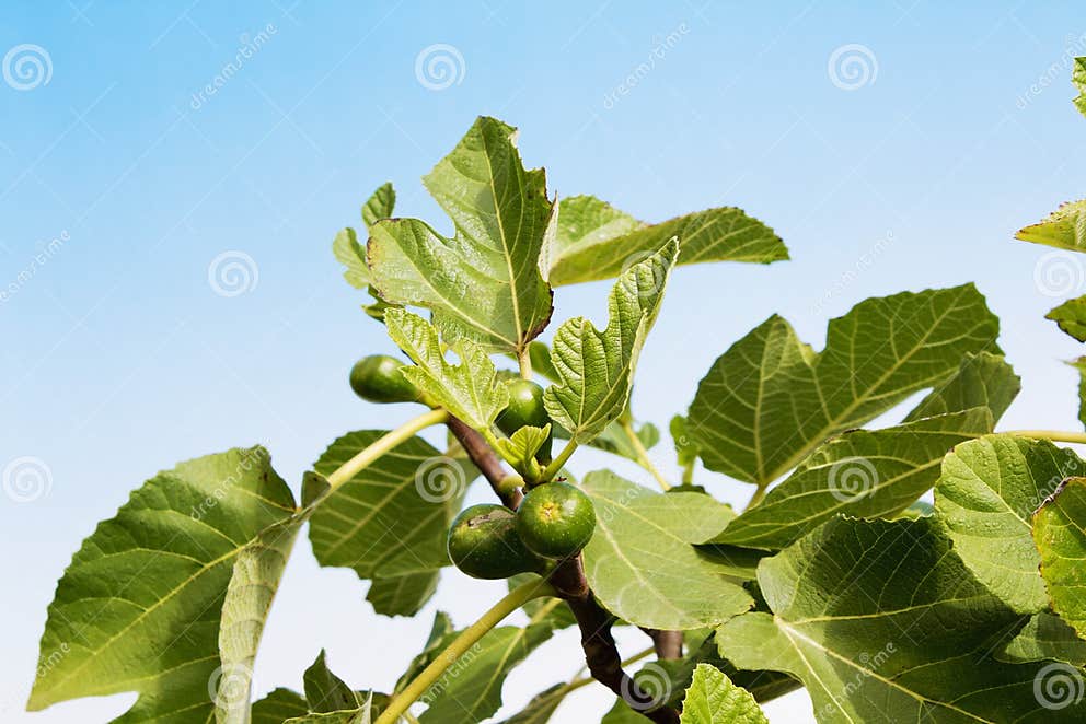 Fig Tree with Unripe Figs, Close Up Stock Photo Image of green, fruit