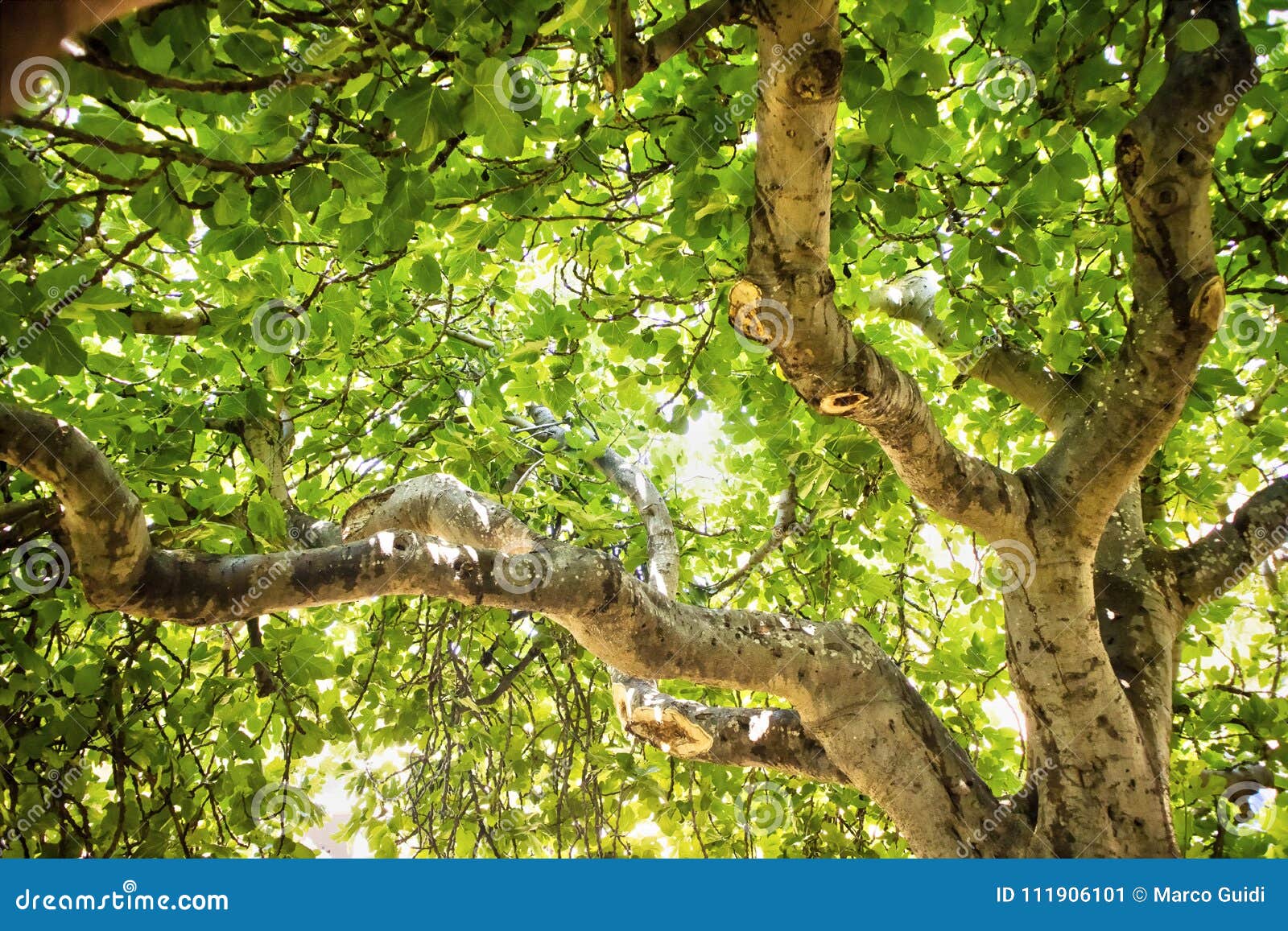 Fig tree in vegetation stock image. Image of outdoors 111906101