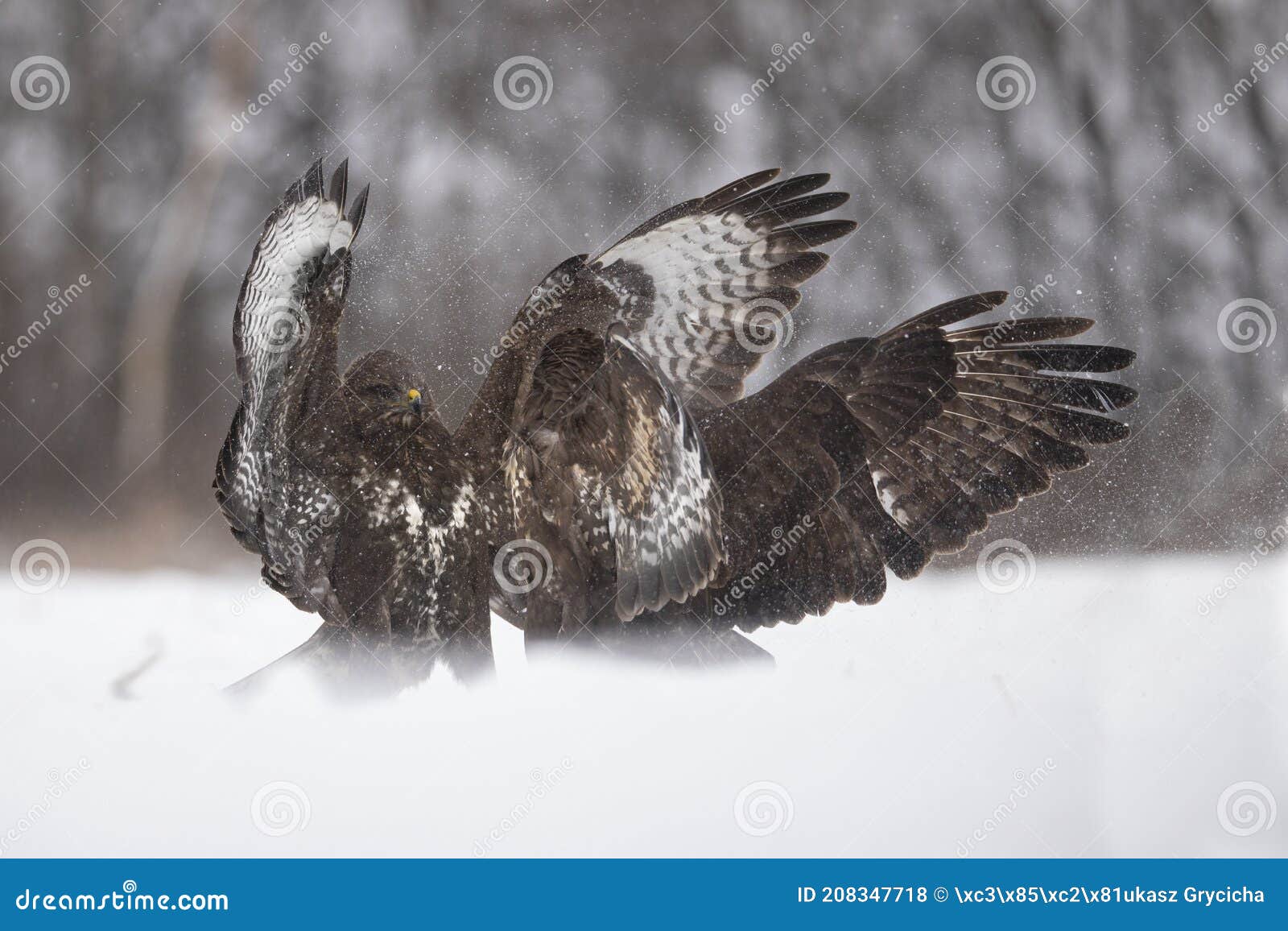 Fight of buzzards stock photo. Image of feathers, fight 208347718