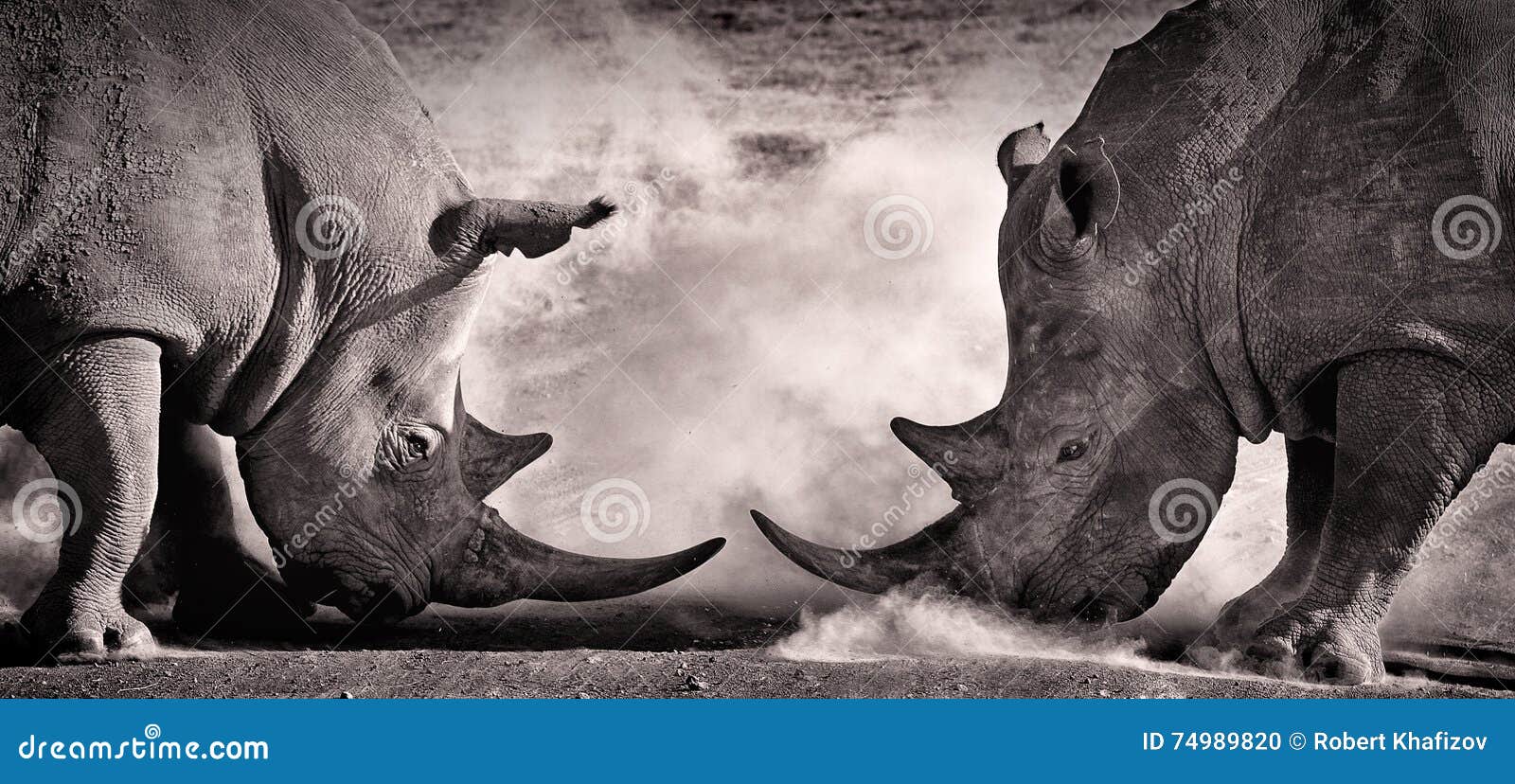 fight, a confrontation between two white rhino in the african savannah on the lake nakuru