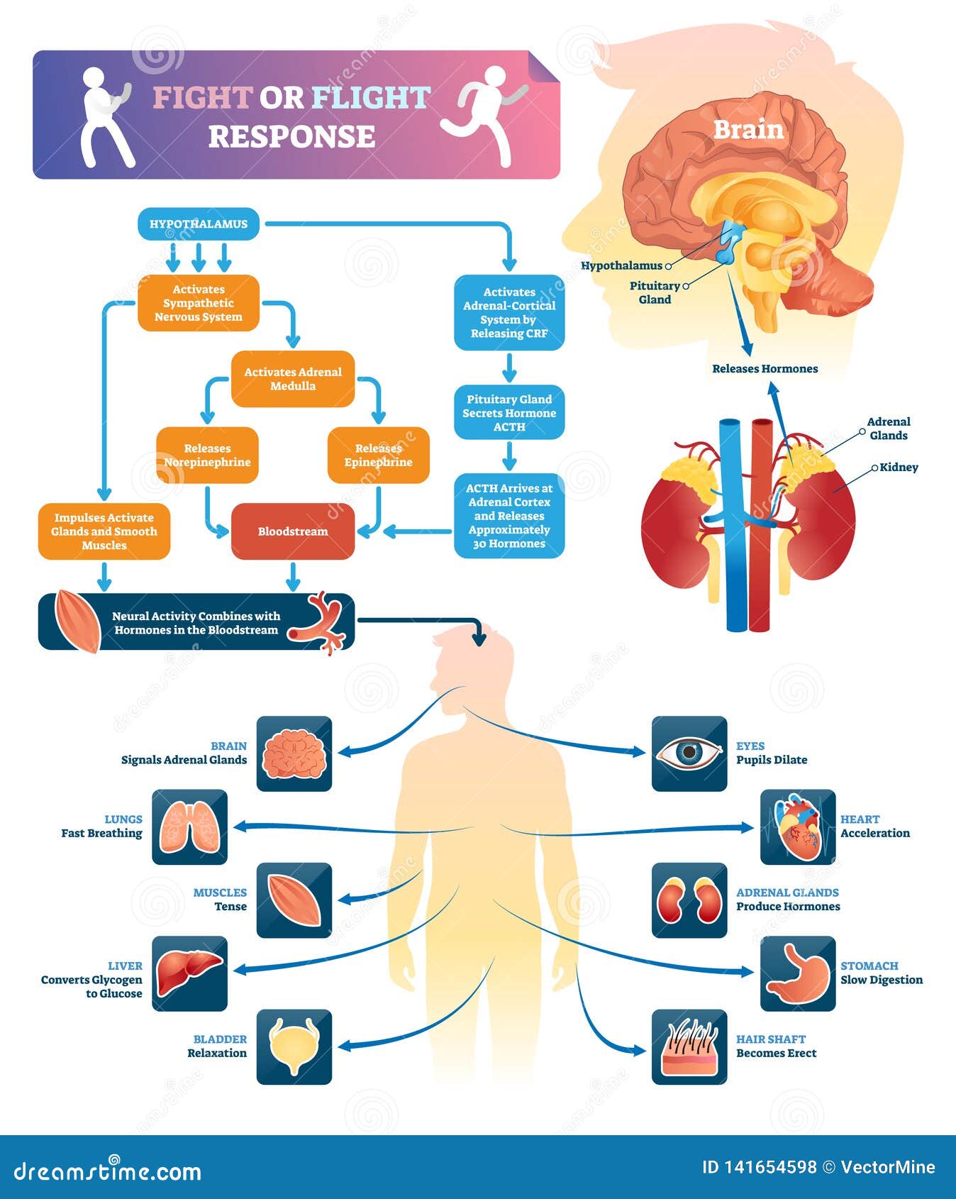 fight or flight response  . labeled organ response scheme