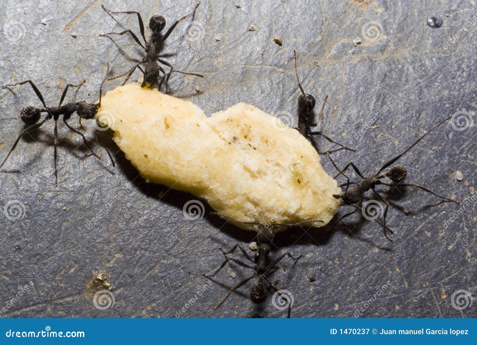 Fight for food. Five ants trying to move a piece of bread