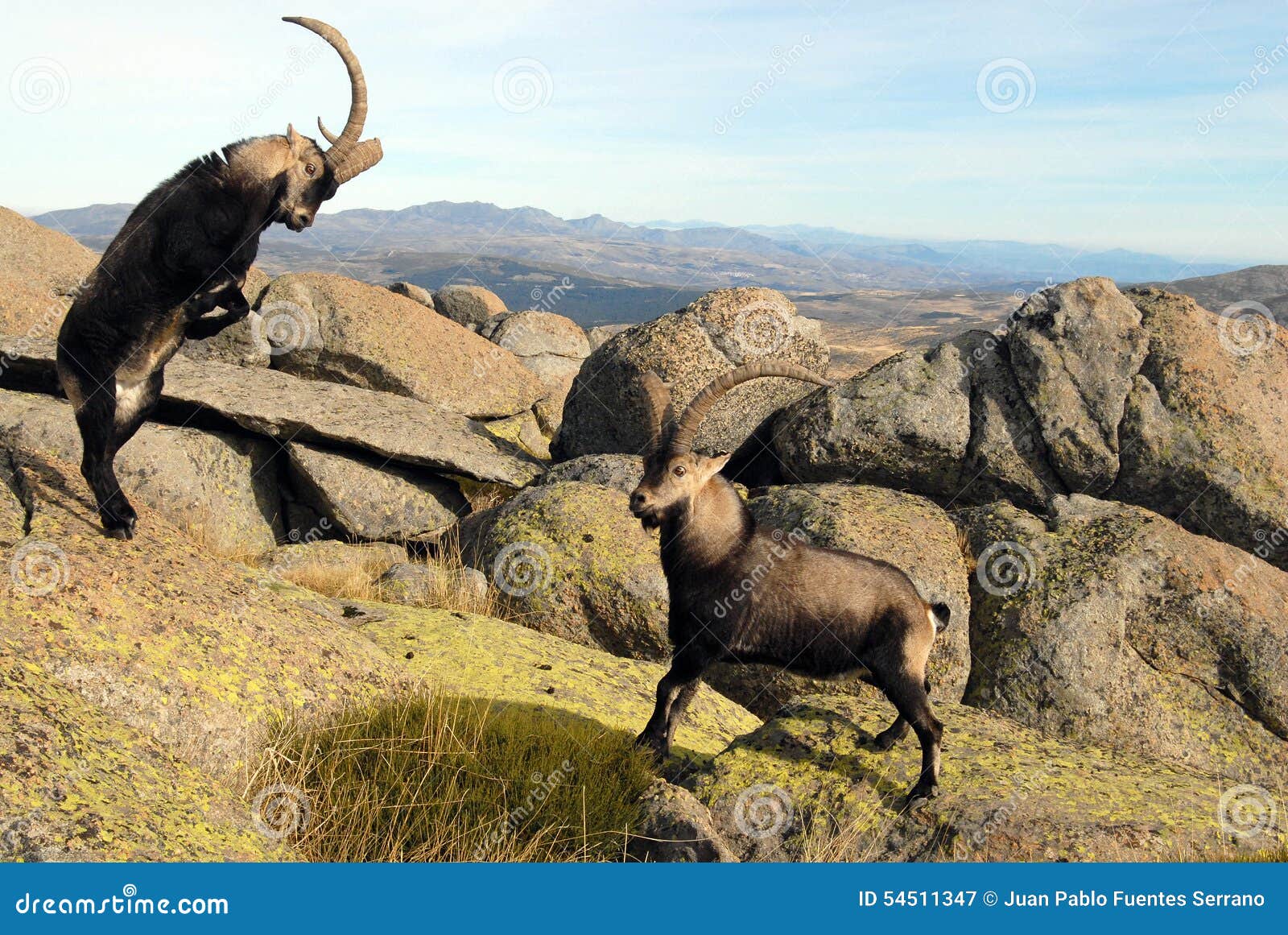 fight in male mountain gredos