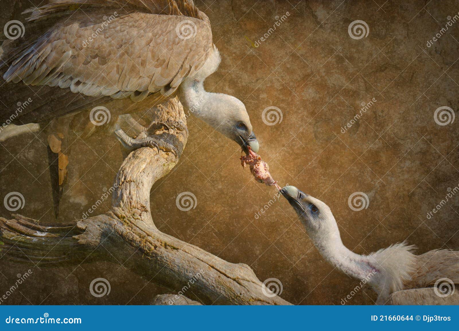 tom and jerry fight over food cats fighting over food tom and jerry fight over food cats fighting over food