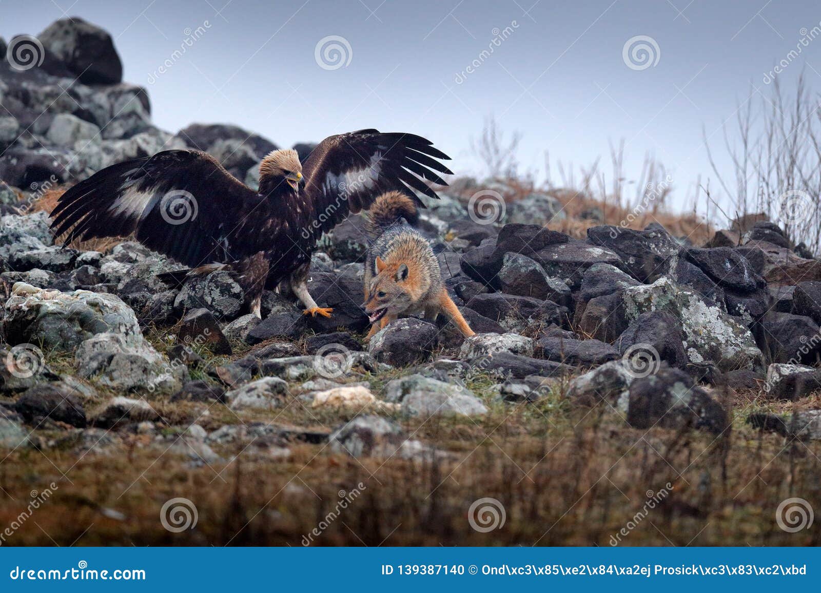 fight between two animals, golden eagle vs. golden jackal. bird behaviour in the habitat, rocky mountain with stones, rhodopes,