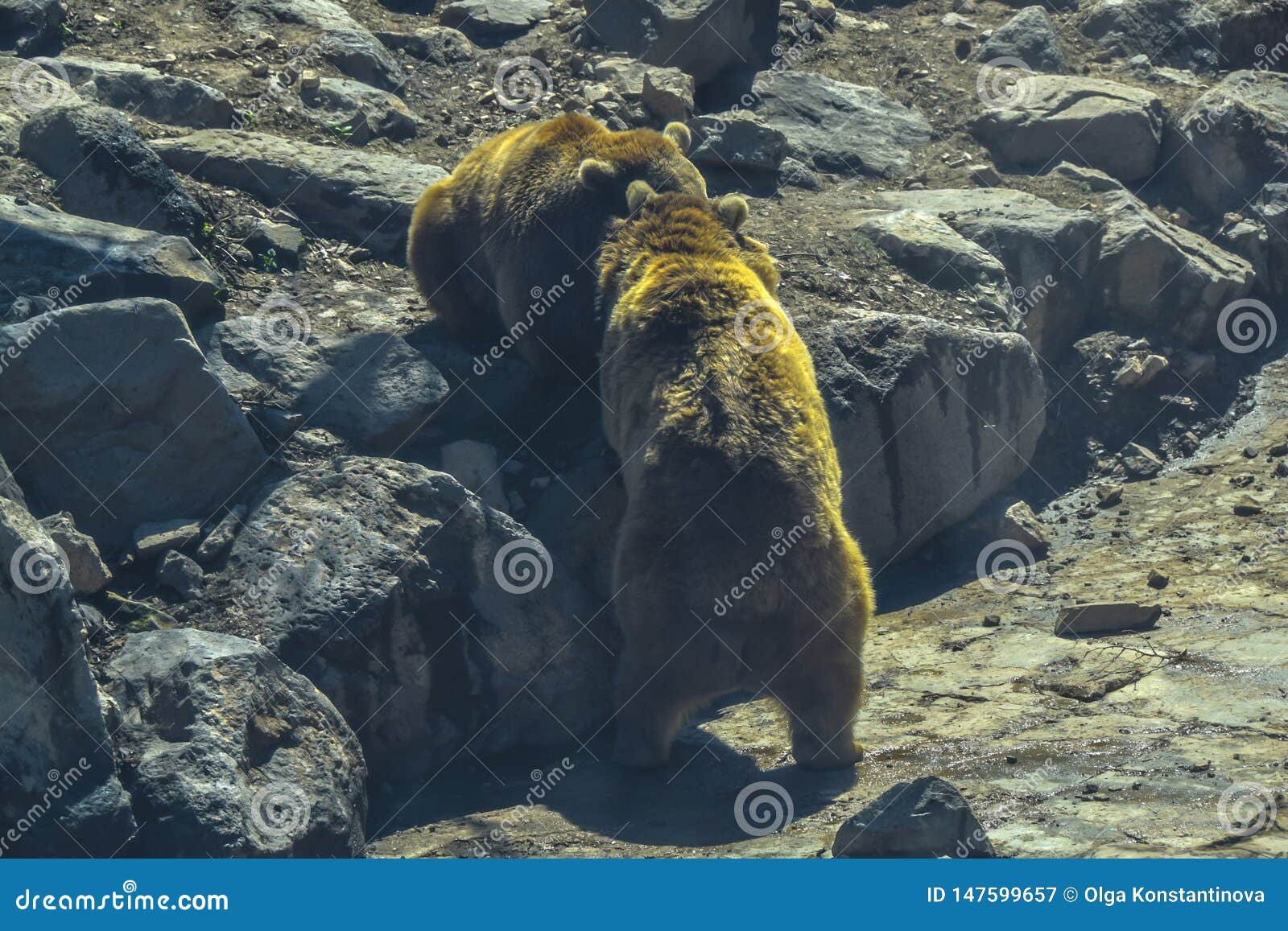 Fight of Two Bears on Stones Rocks Stock Image Image of nature, adult