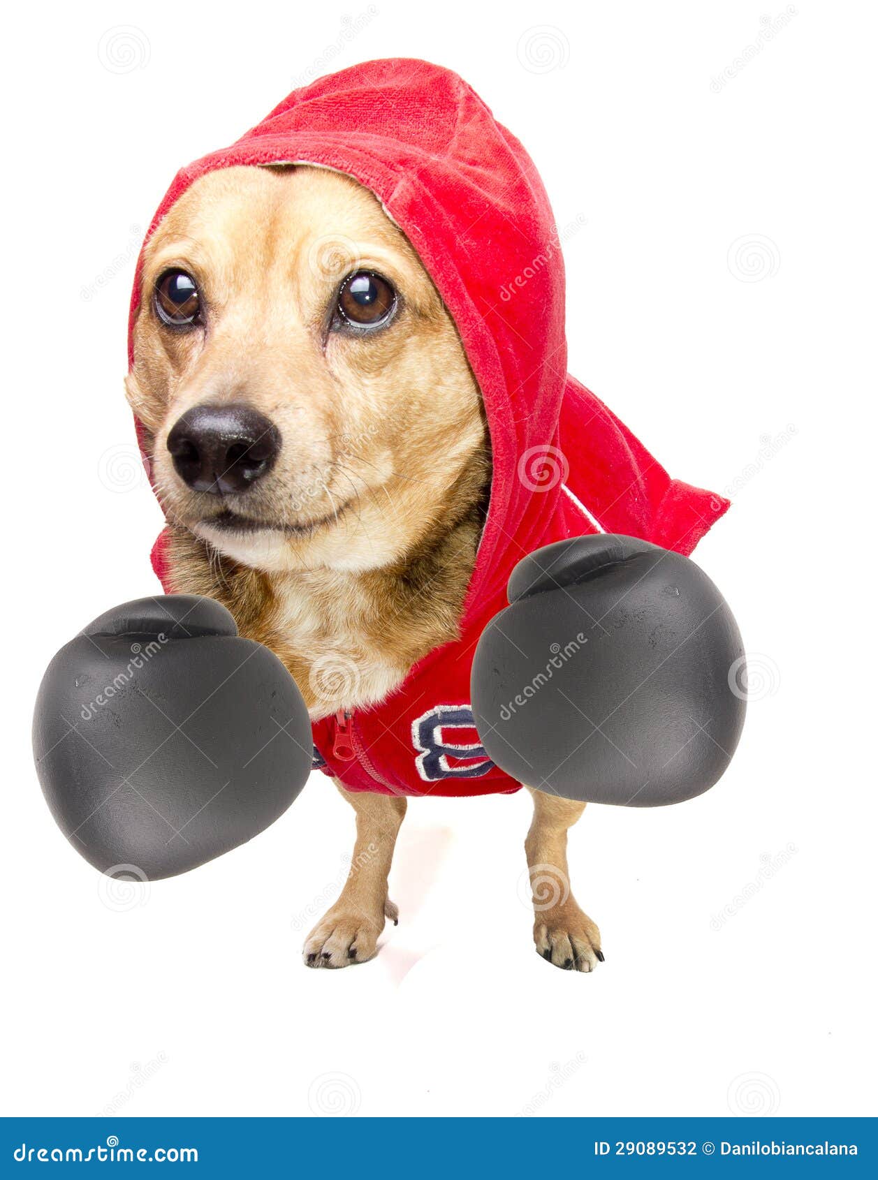 Football Dog Jersey Stock Photos - Free & Royalty-Free Stock Photos from  Dreamstime