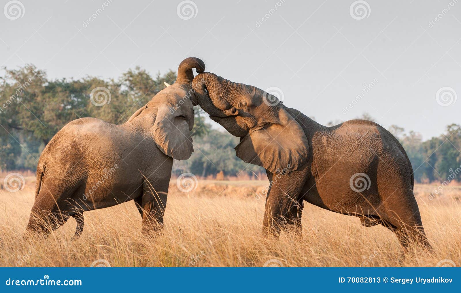 african elephant fighting