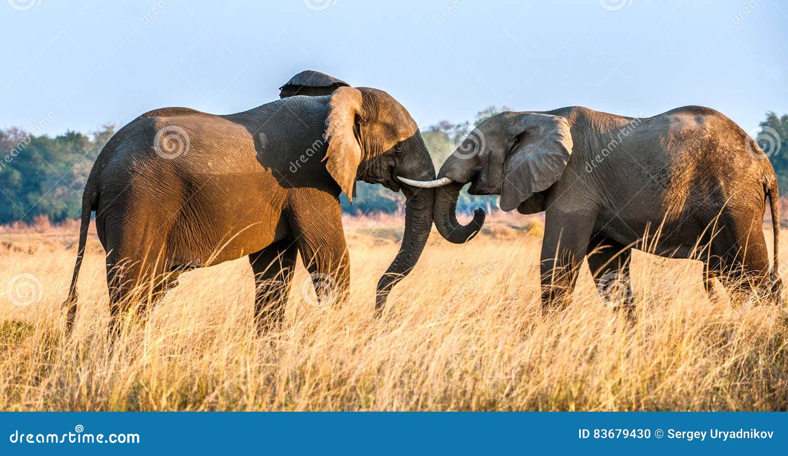 african elephant fighting