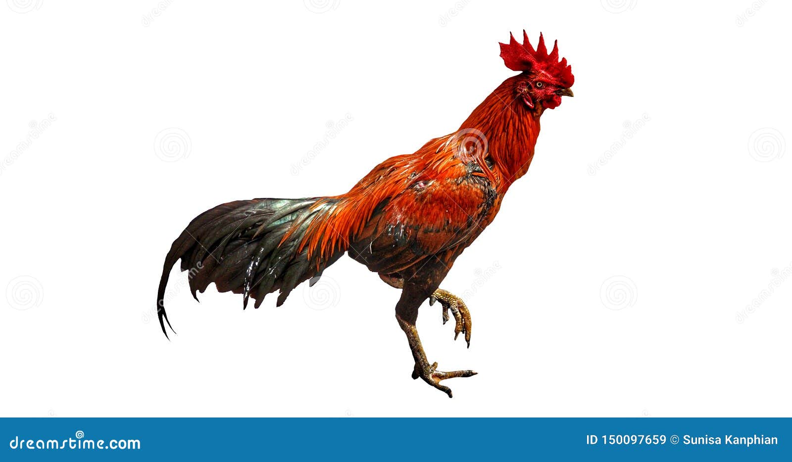 Rooster or Fighting Isolated Stock Image - Image of background, cockerel:  150097659