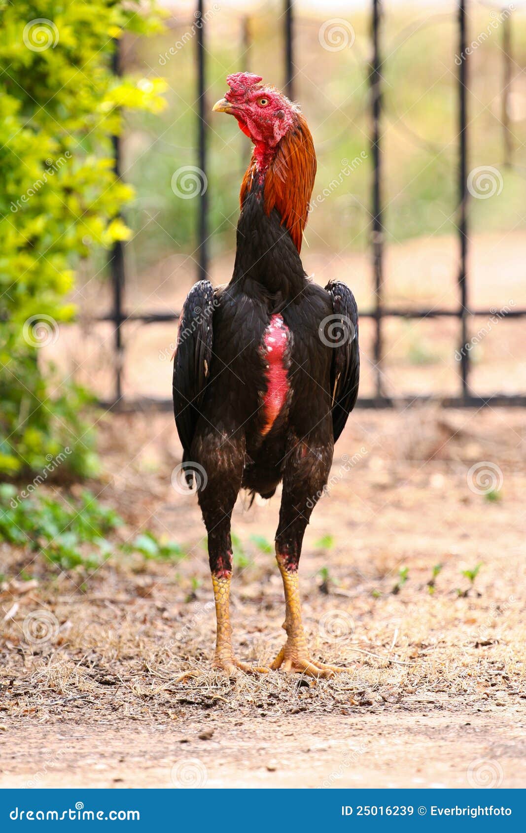Photo Of A Cock 42
