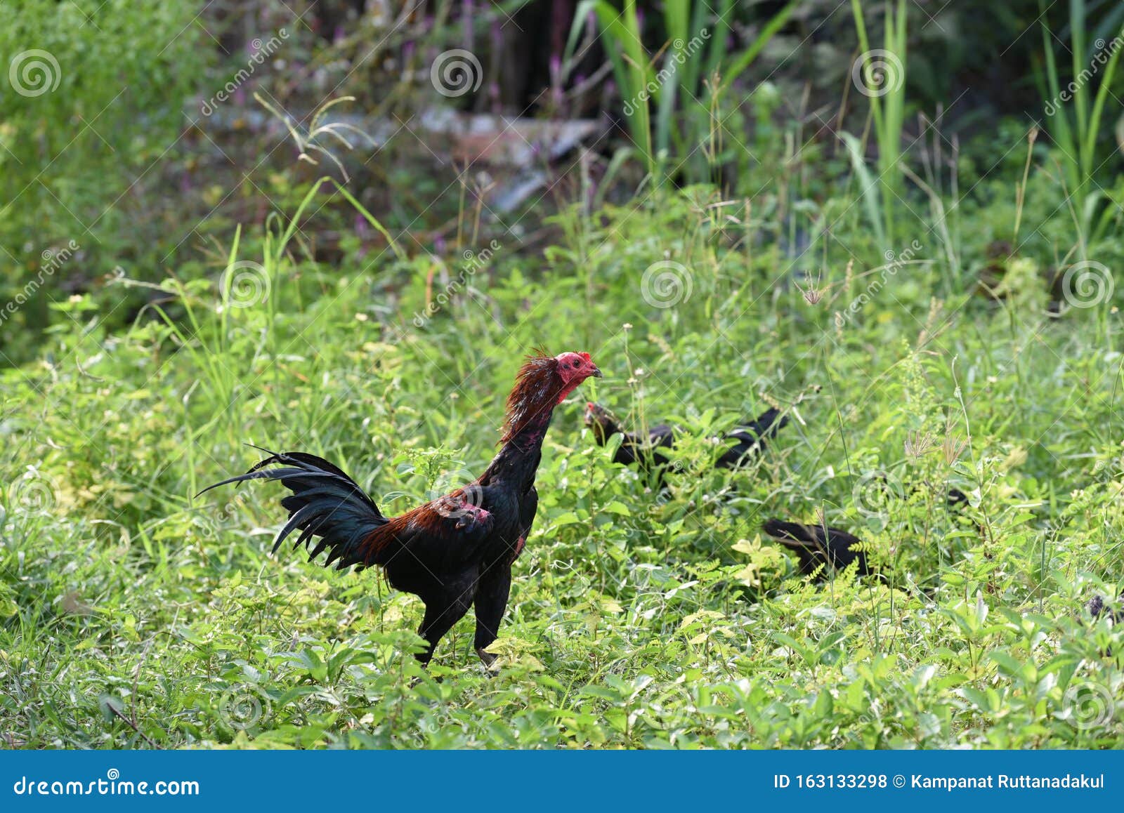 Cock Breed