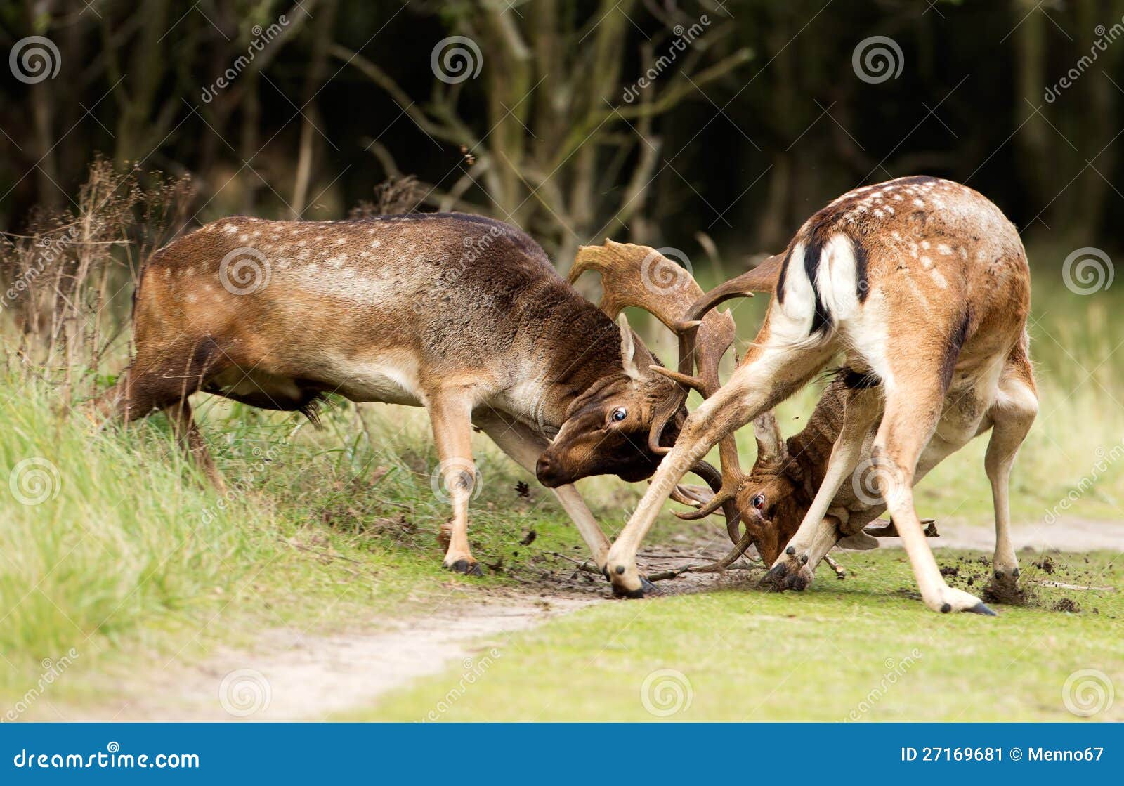 fighting fallow deer