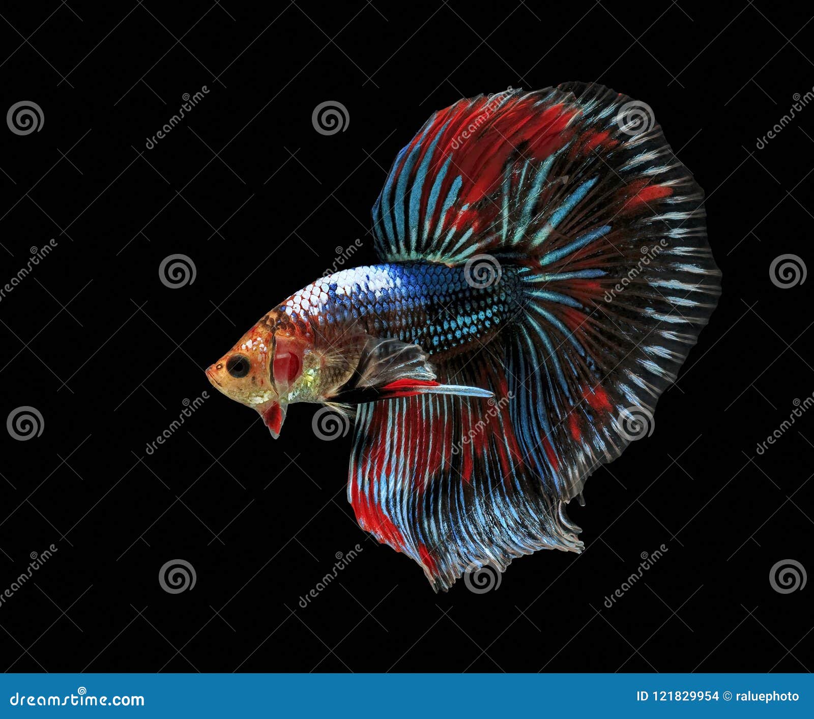 Fighting Fish, Beautiful Fish, Beautiful Color Fighting Fish Siam
