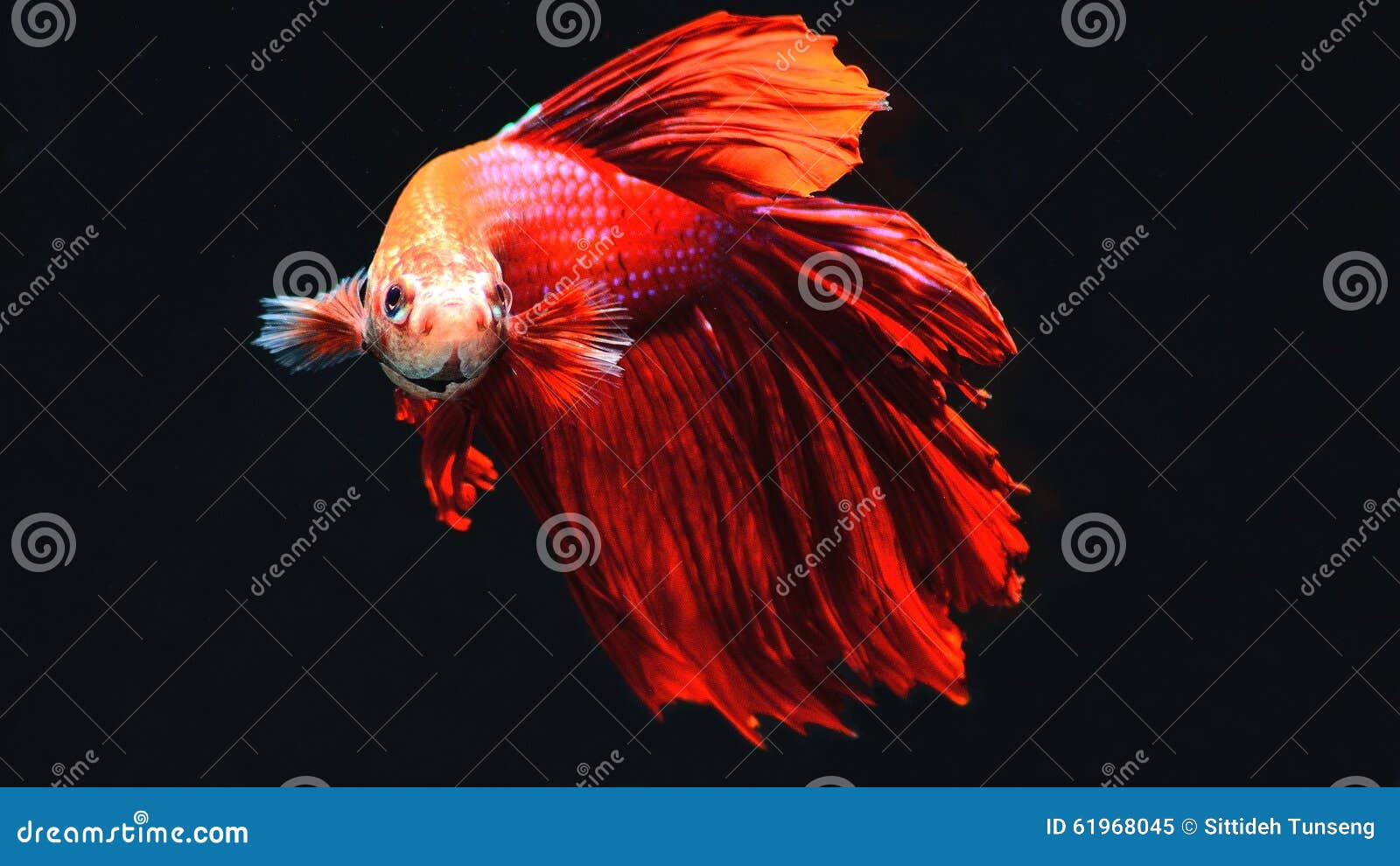 Fighting fish stock image. Image of aquatic, betta, fight 61968045