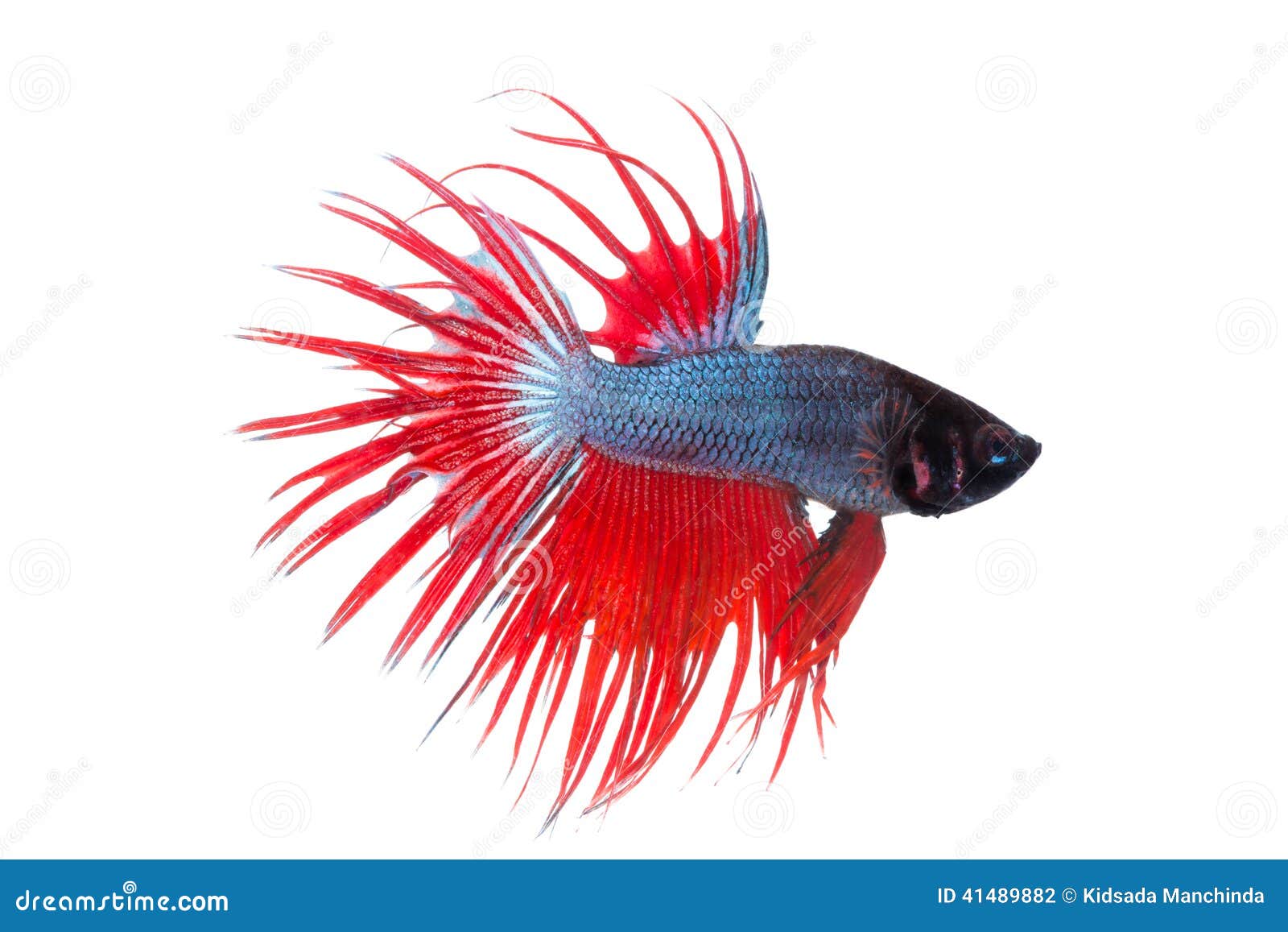 Fighting fish stock photo. Image of colorful, aquarium 41489882
