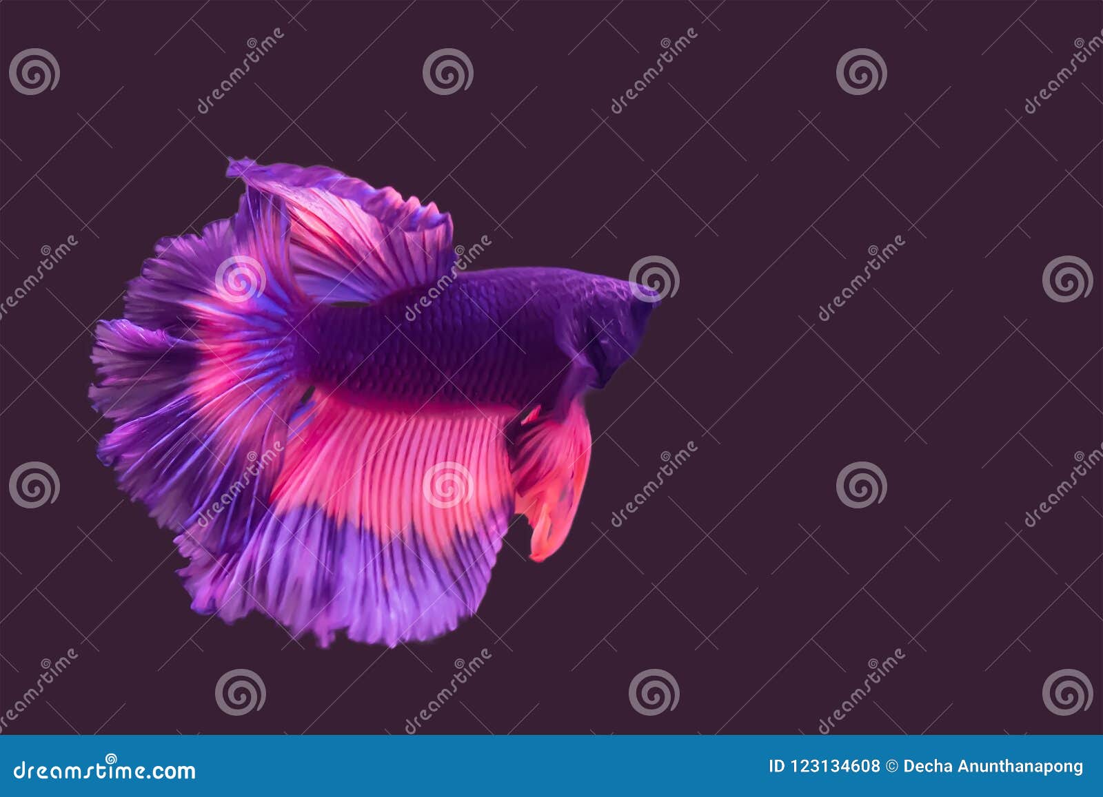 Fighting fish stock photo. Image of fish, motion, domestic 123134608