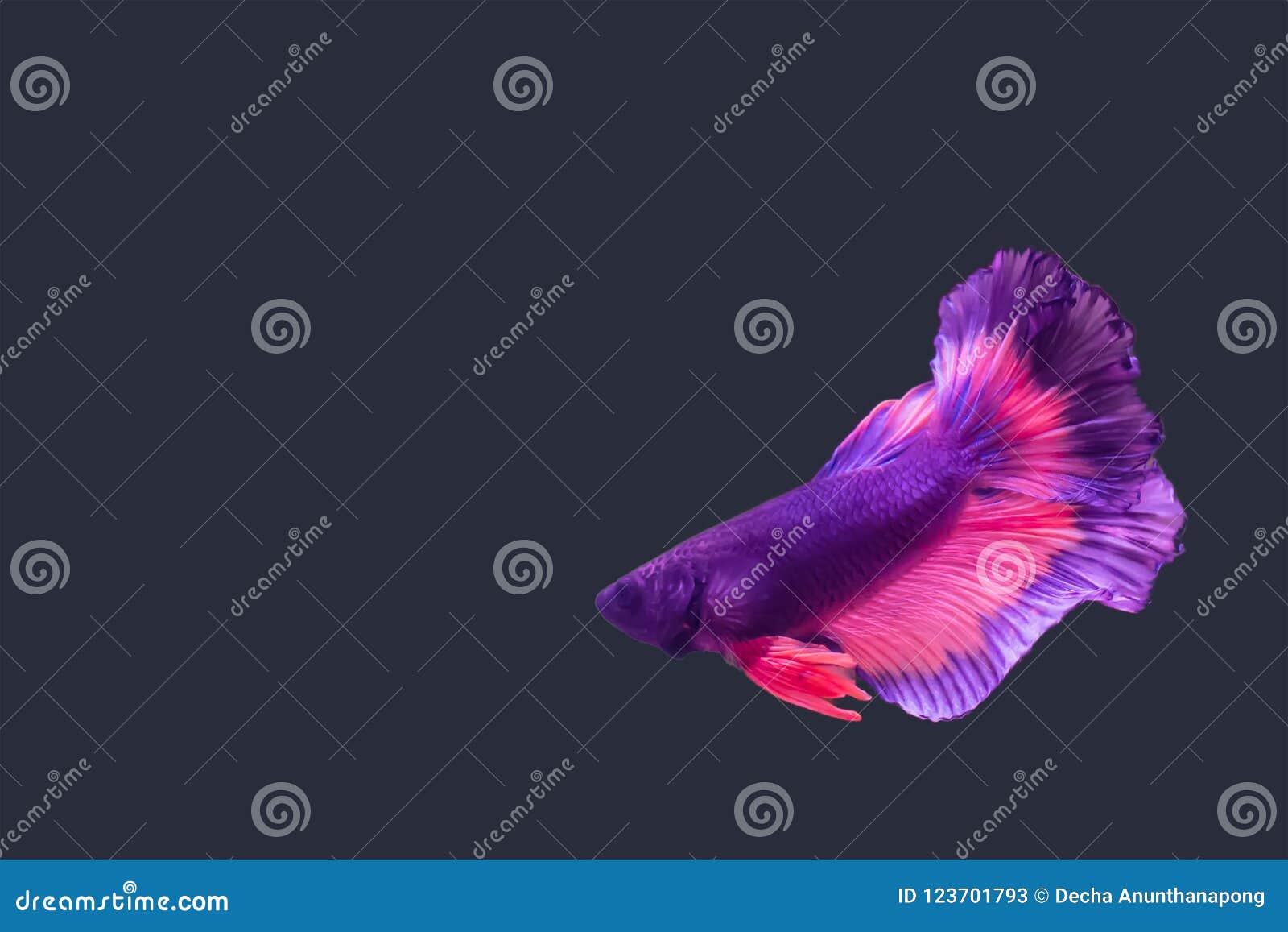 Fighting fish stock image. Image of natural, fresh, betta 123701793