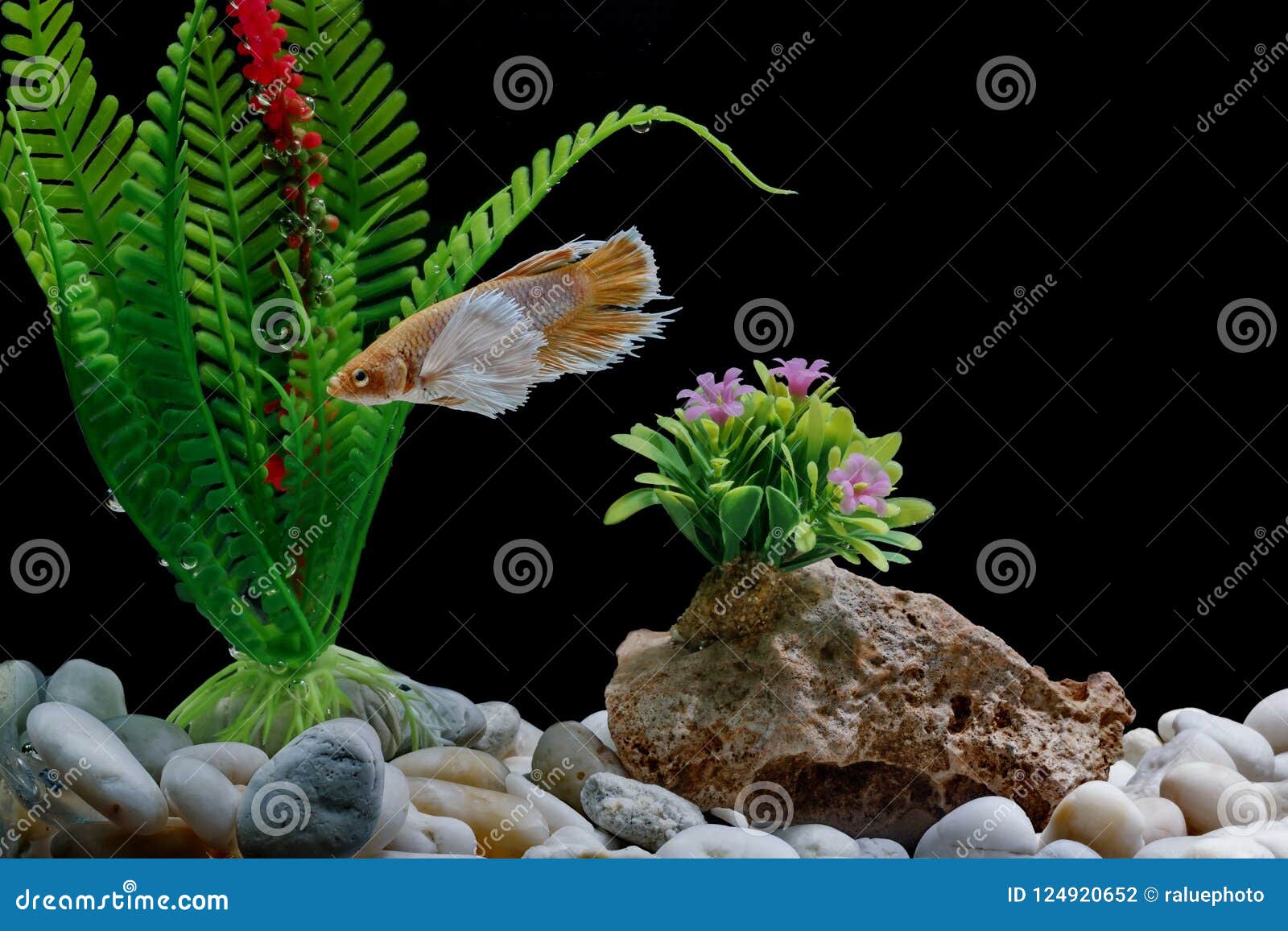 Fighting Fish, Siamese Fish, in a Fish Tank Decorated with Pebbles and
