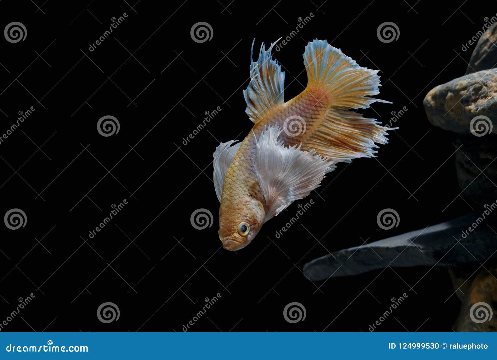 Fighting Fish, Siamese Fish, in a Fish Tank Decorated with Pebbles and